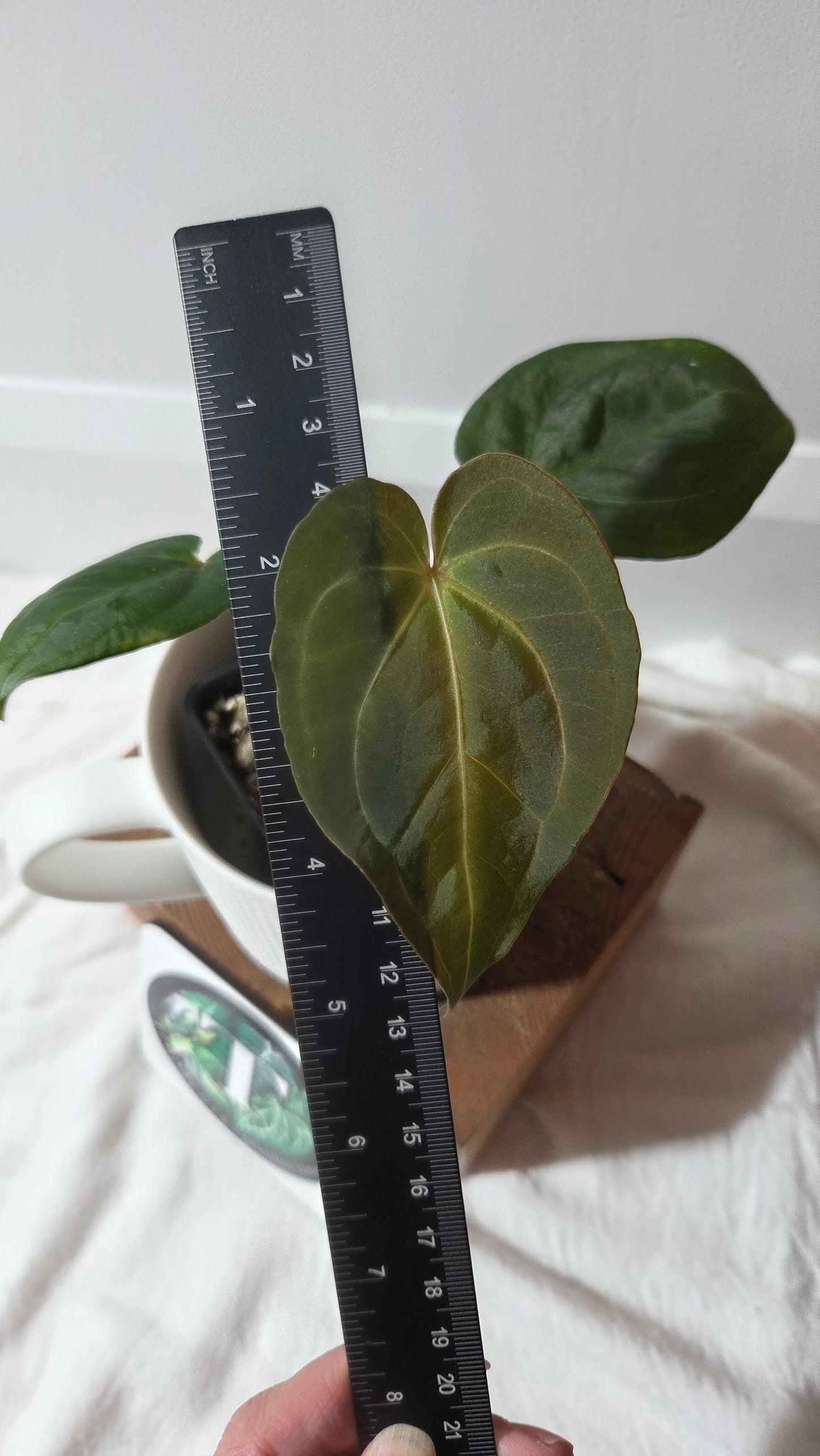 Anthurium Hoffmanii "format PETIT" (ANT-655)