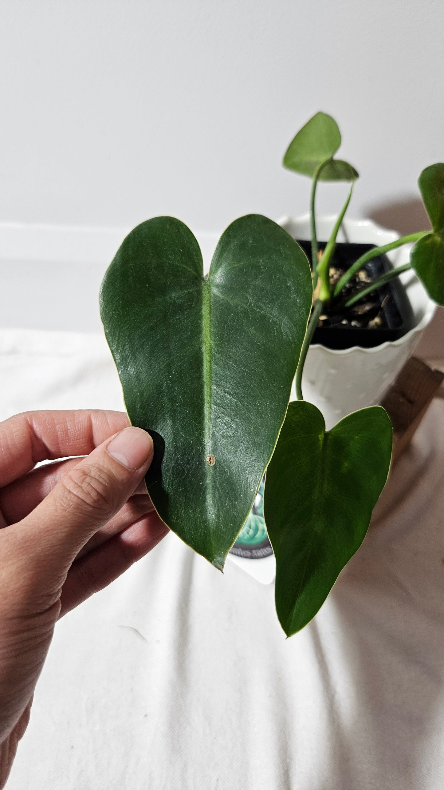Philodendron Ilsemanii Green (PHI-516)