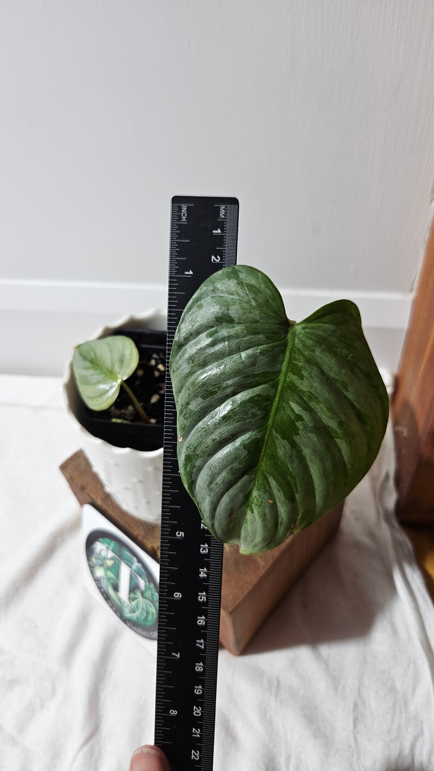 Philodendron Sodiroi (PHI-442)
