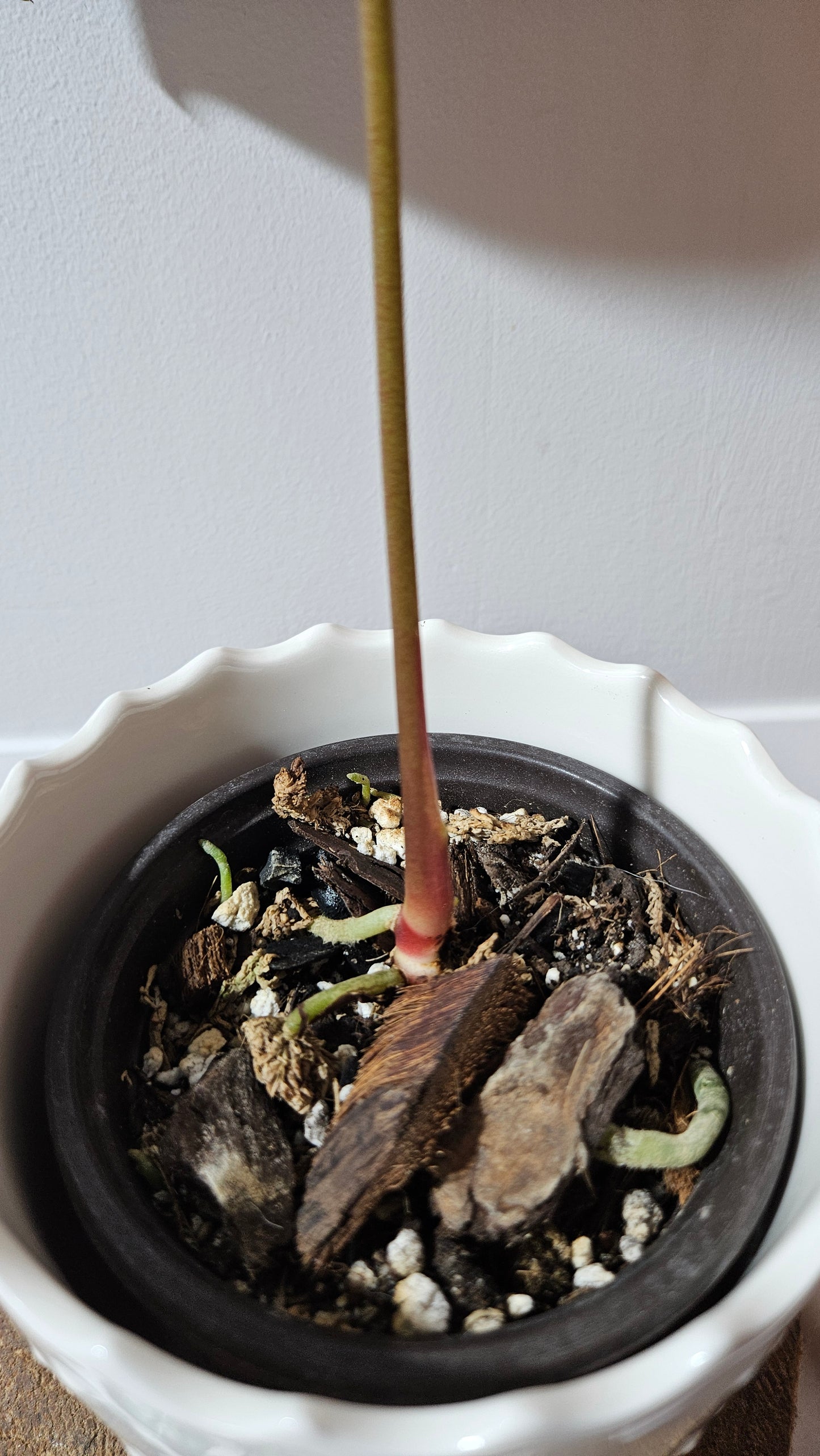 Anthurium Dark Phoenix X Panama "format MOYEN" (ANT-282)