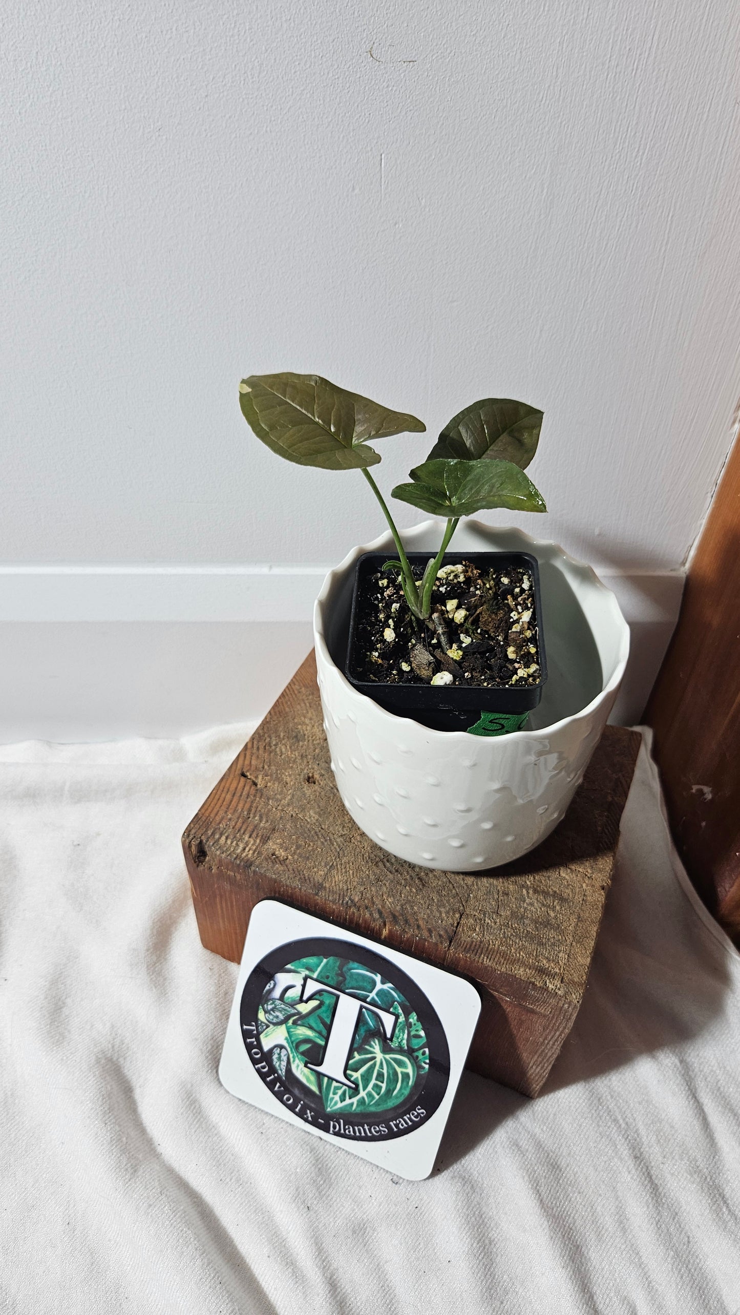 Syngonium Chocolate Confetti (SYN-408)