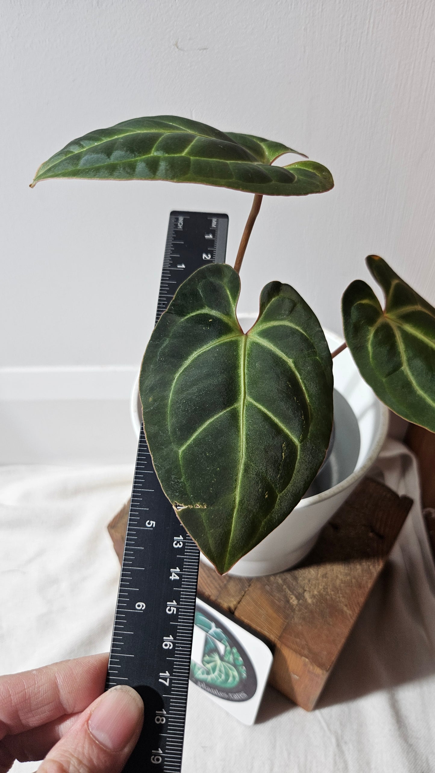 Anthurium Besseae Aff Pink "Format MOYEN" (ANT-269)