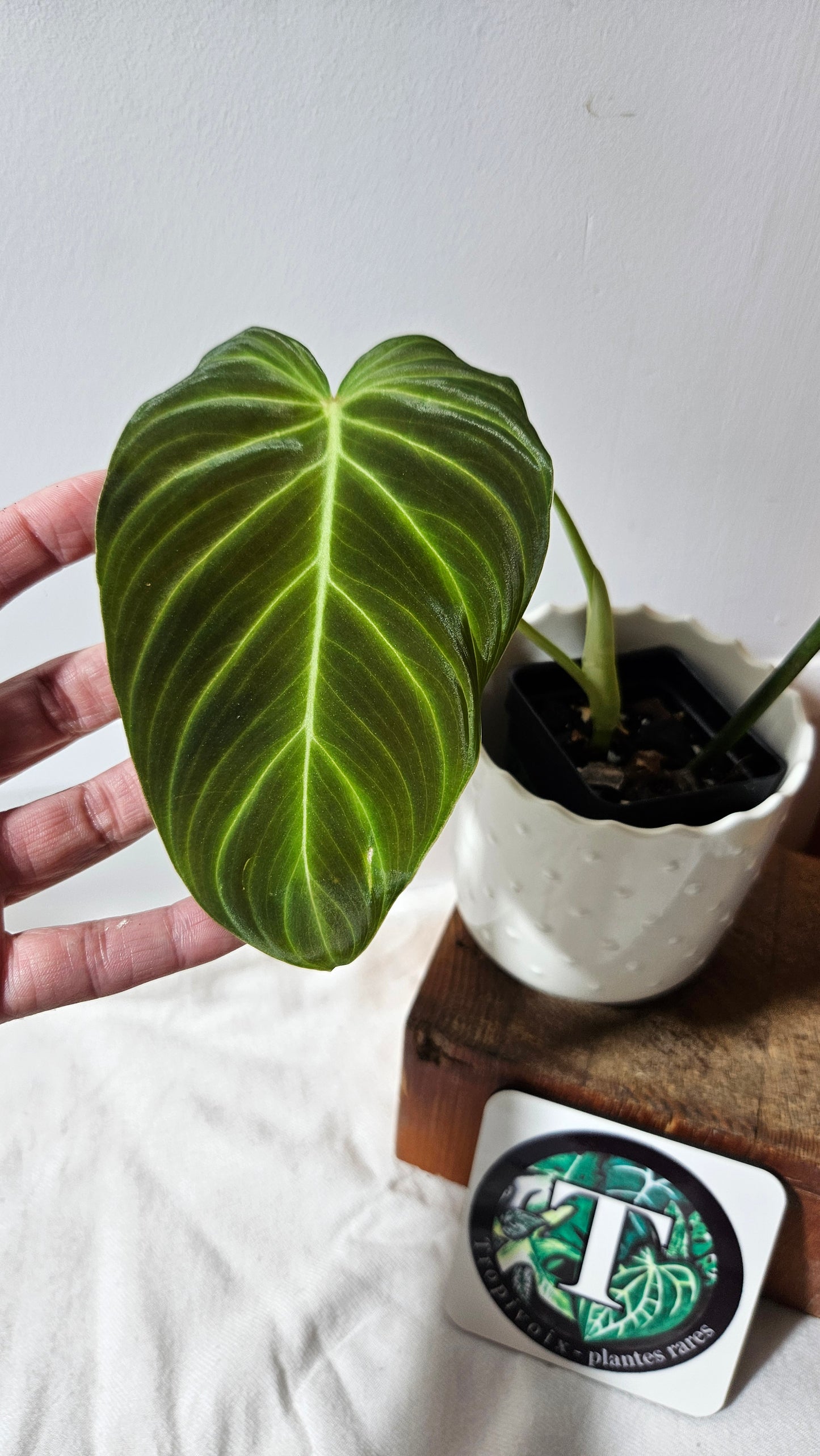 Philodendron Splendide "format LARGE" (PHI-923)