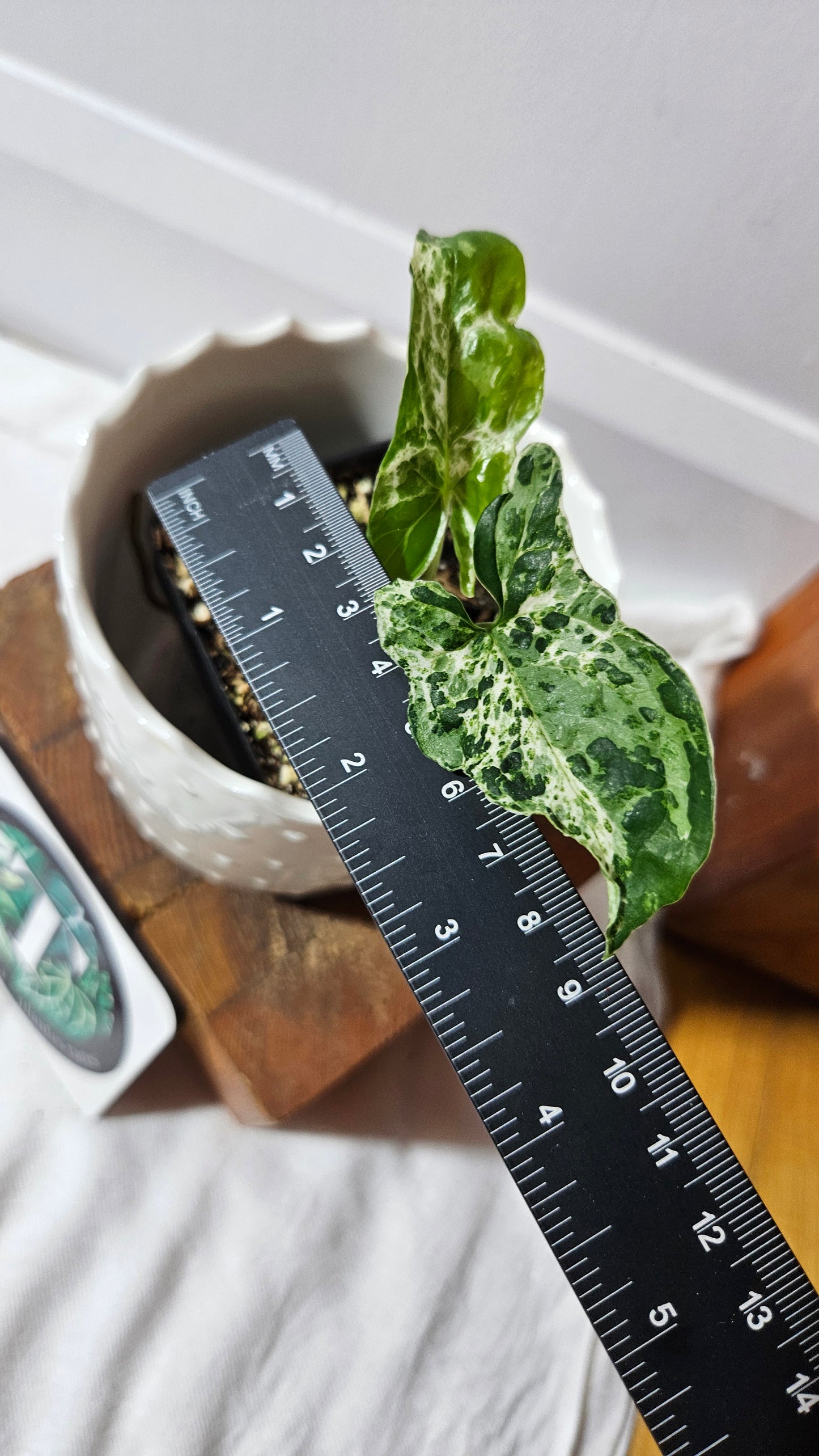 Syngonium Mojito "mottled" (SYN-440)