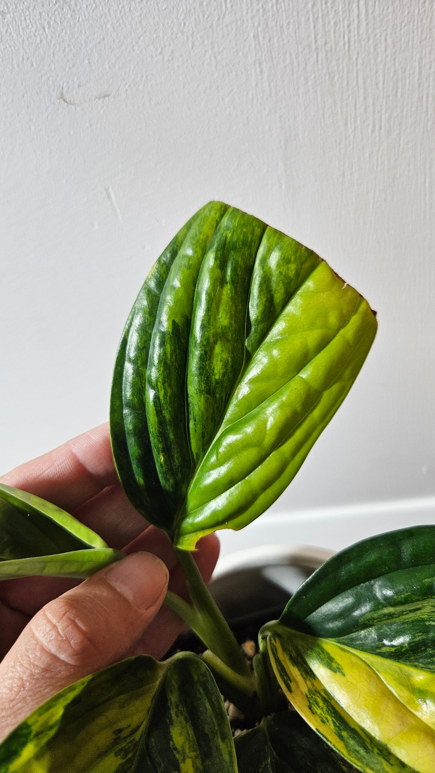 Monstera Karstenianum/Peru Variegata (MON-464)