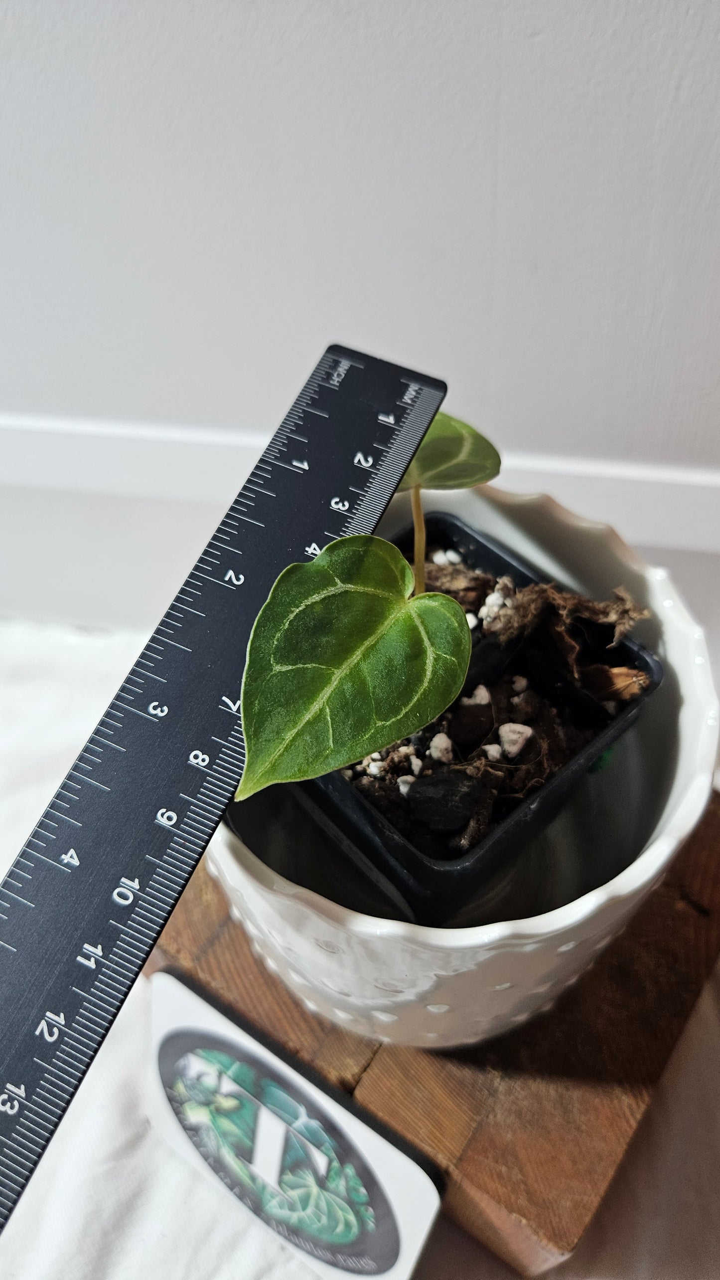 Anthurium Hoffmanii "format SEEDLING" (ANT-587)