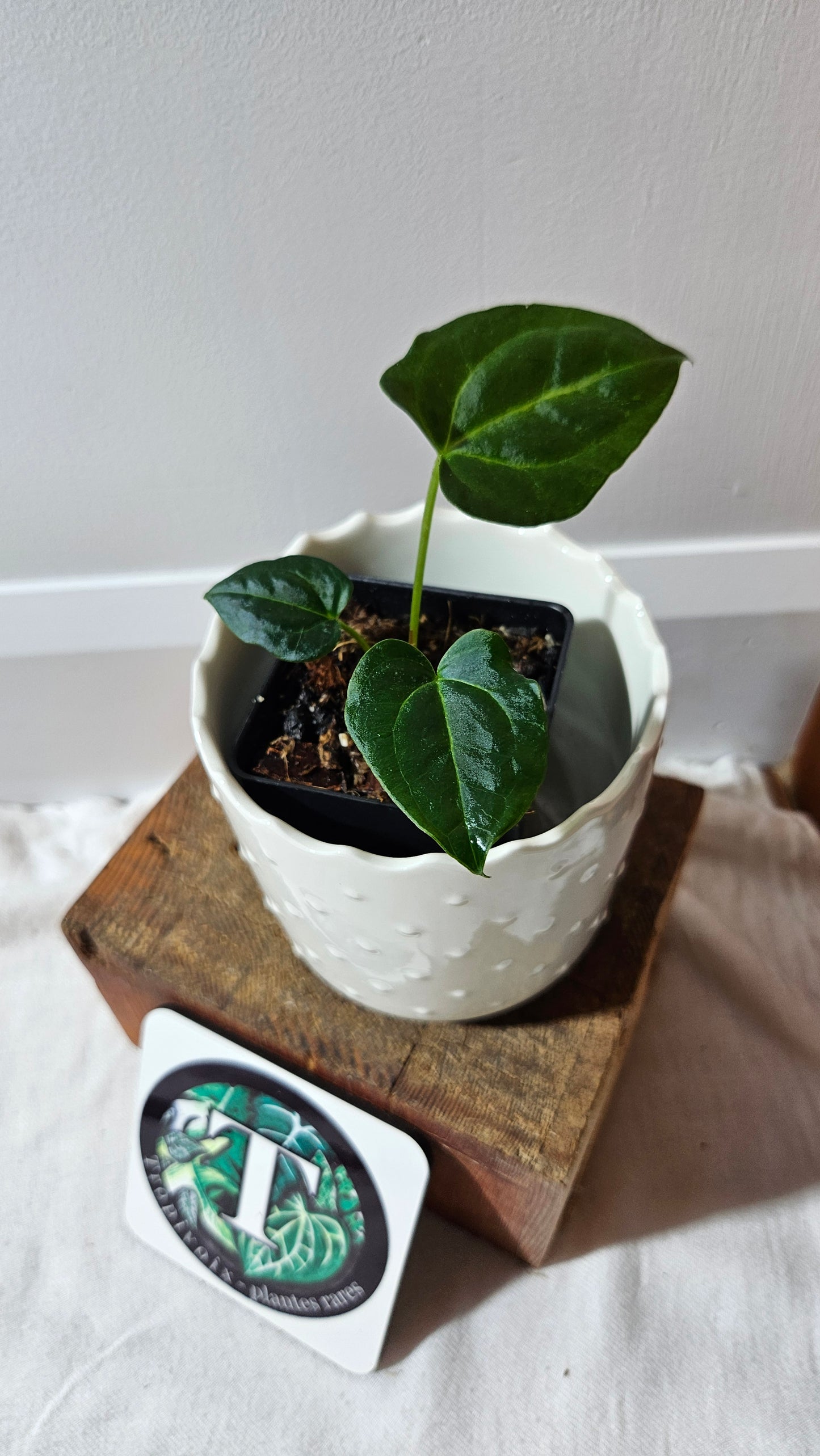 Anthurium Papillilaminum Red Stem X Papillilaminum Legend "format PETIT" (ANT-516)