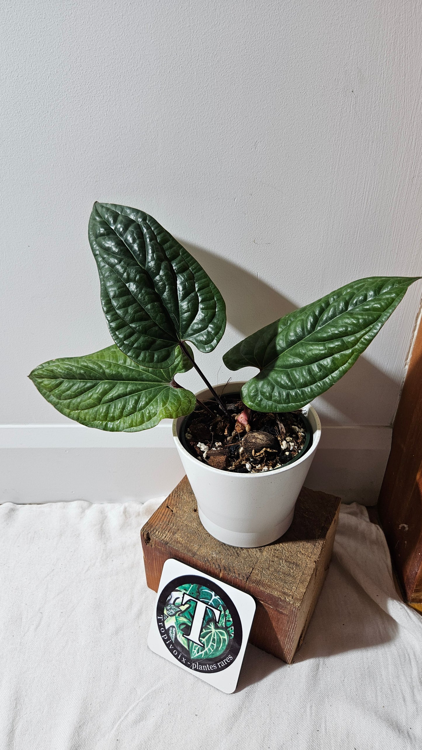 Anthurium Radican "format LARGE" (ANT-497)