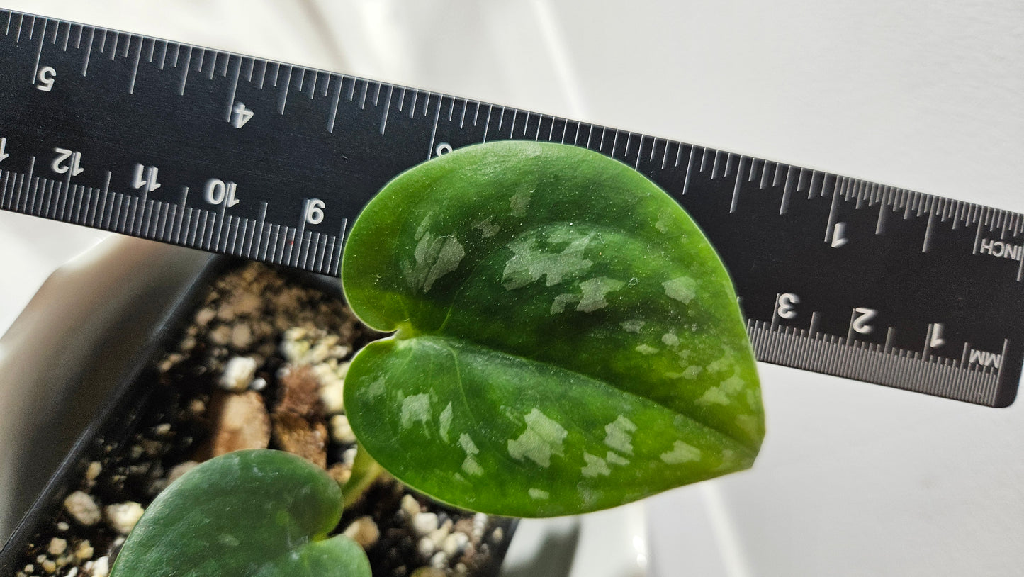 Scindapsus Black Mamba Mutation (SCI-763)