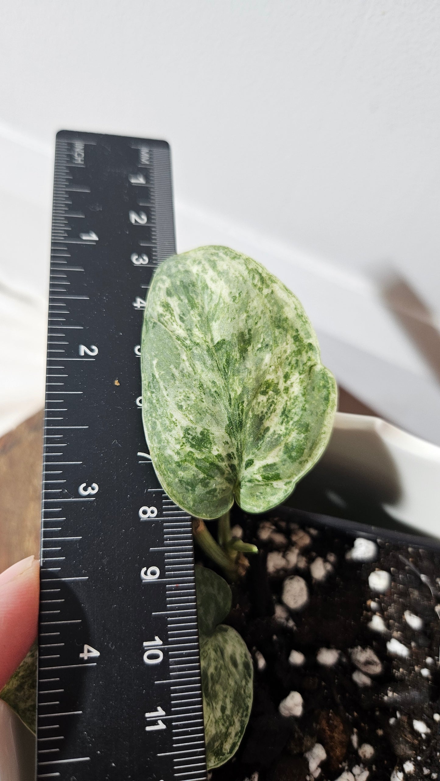 Scindapsus Silver Cloud variegata (SCI-1026)