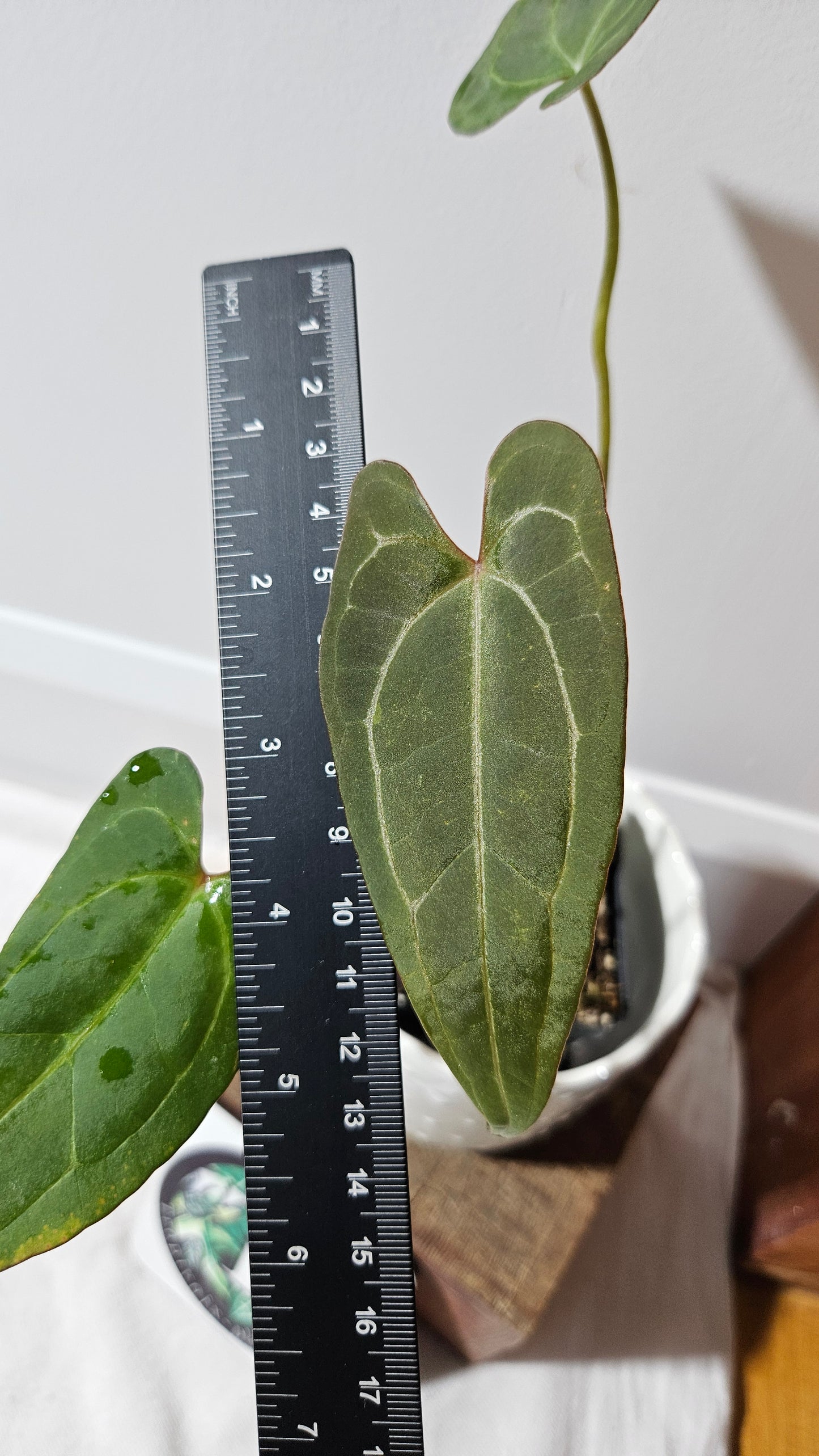 Anthurium Papillilaminum Red Stem X Papillilaminum Legend "format PETIT" (ANT-254)