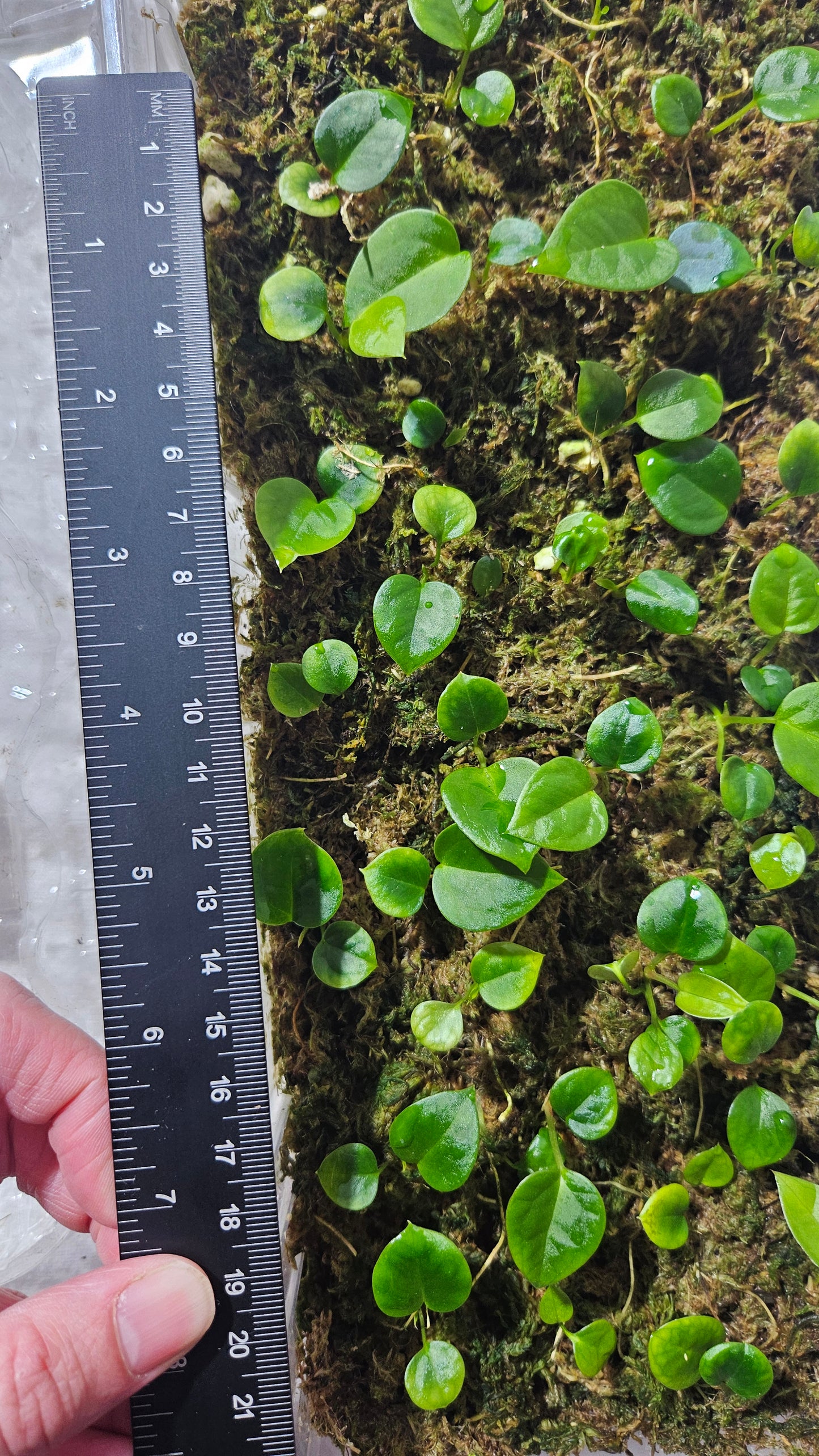 Anthurium AOS X Dressleri "format SEEDLING"