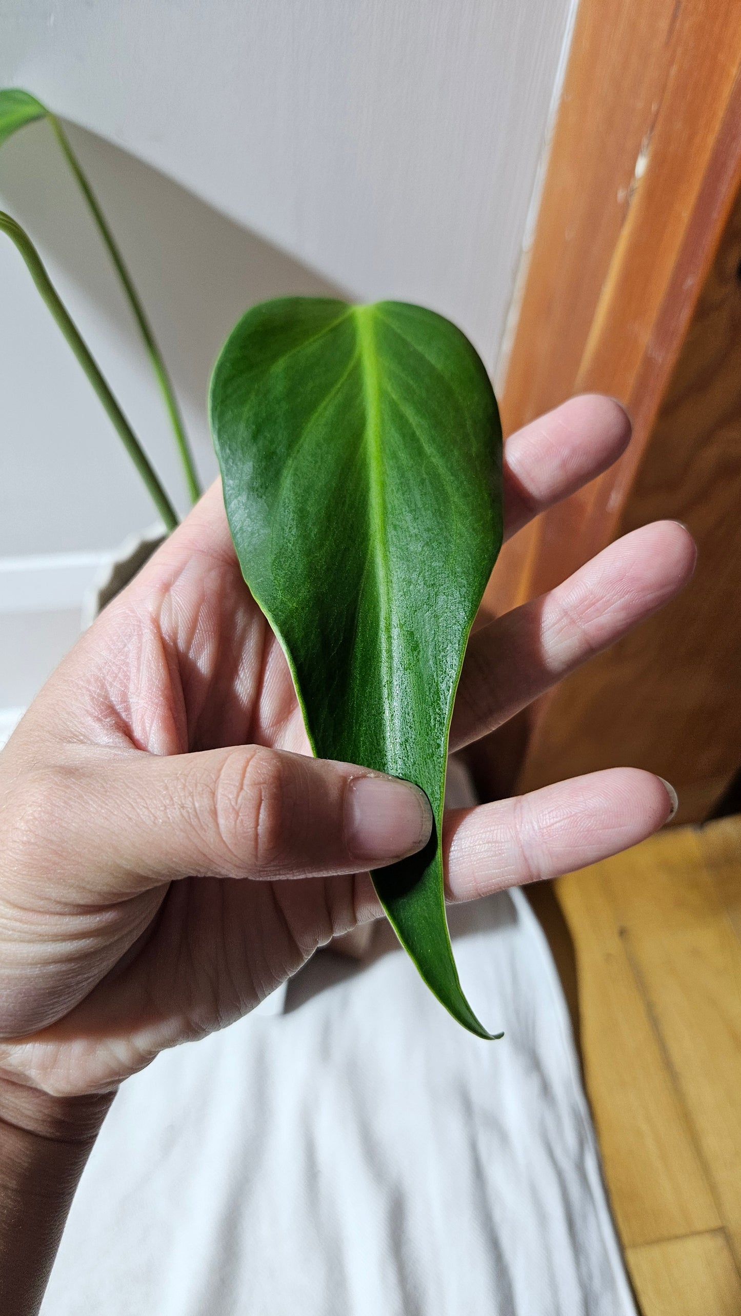 Monstera Burlemarx Flame/Dilacerata (MON-460)