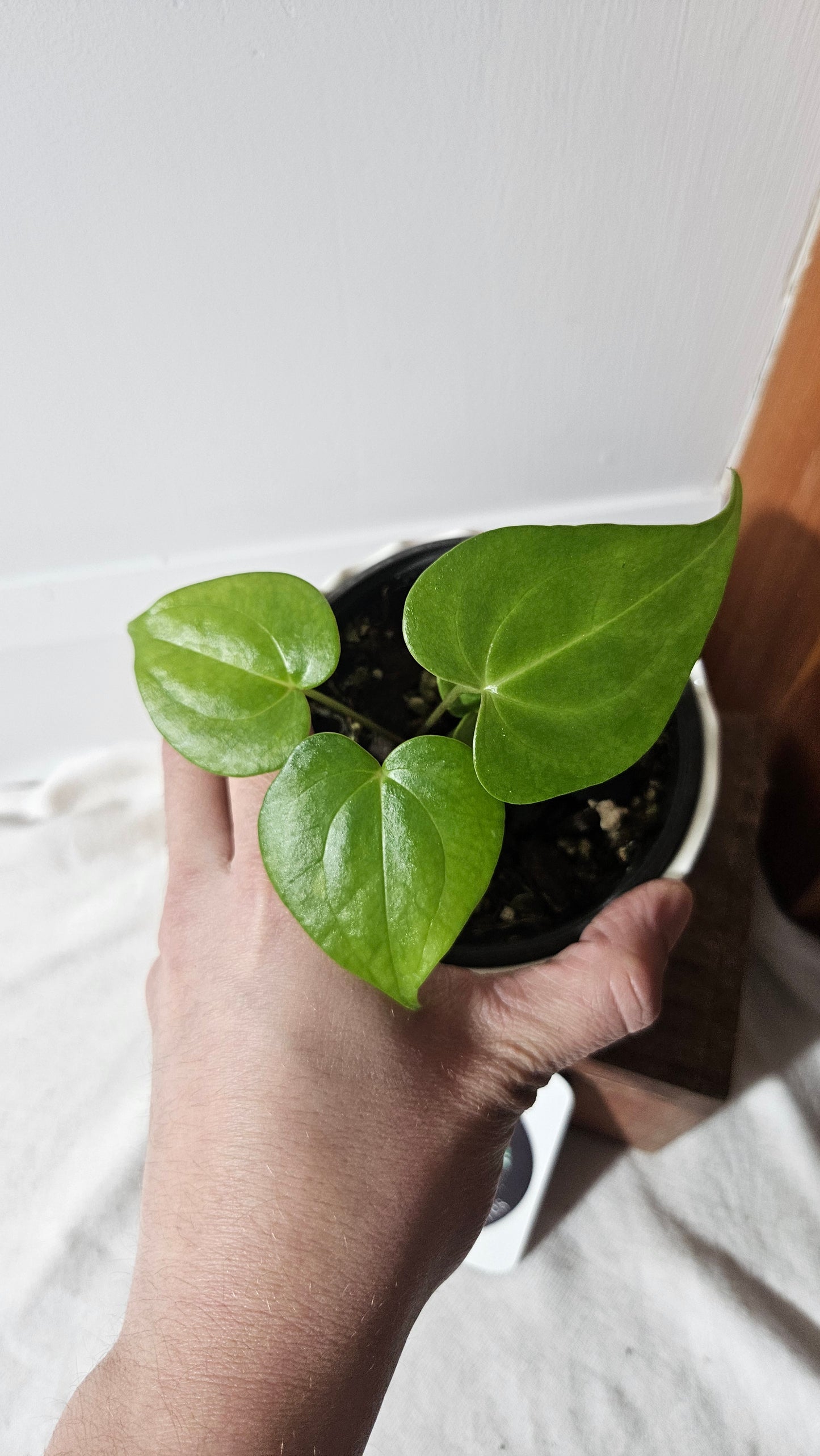 Anthurium Pterodactyl "format PETIT" (ANT-248)