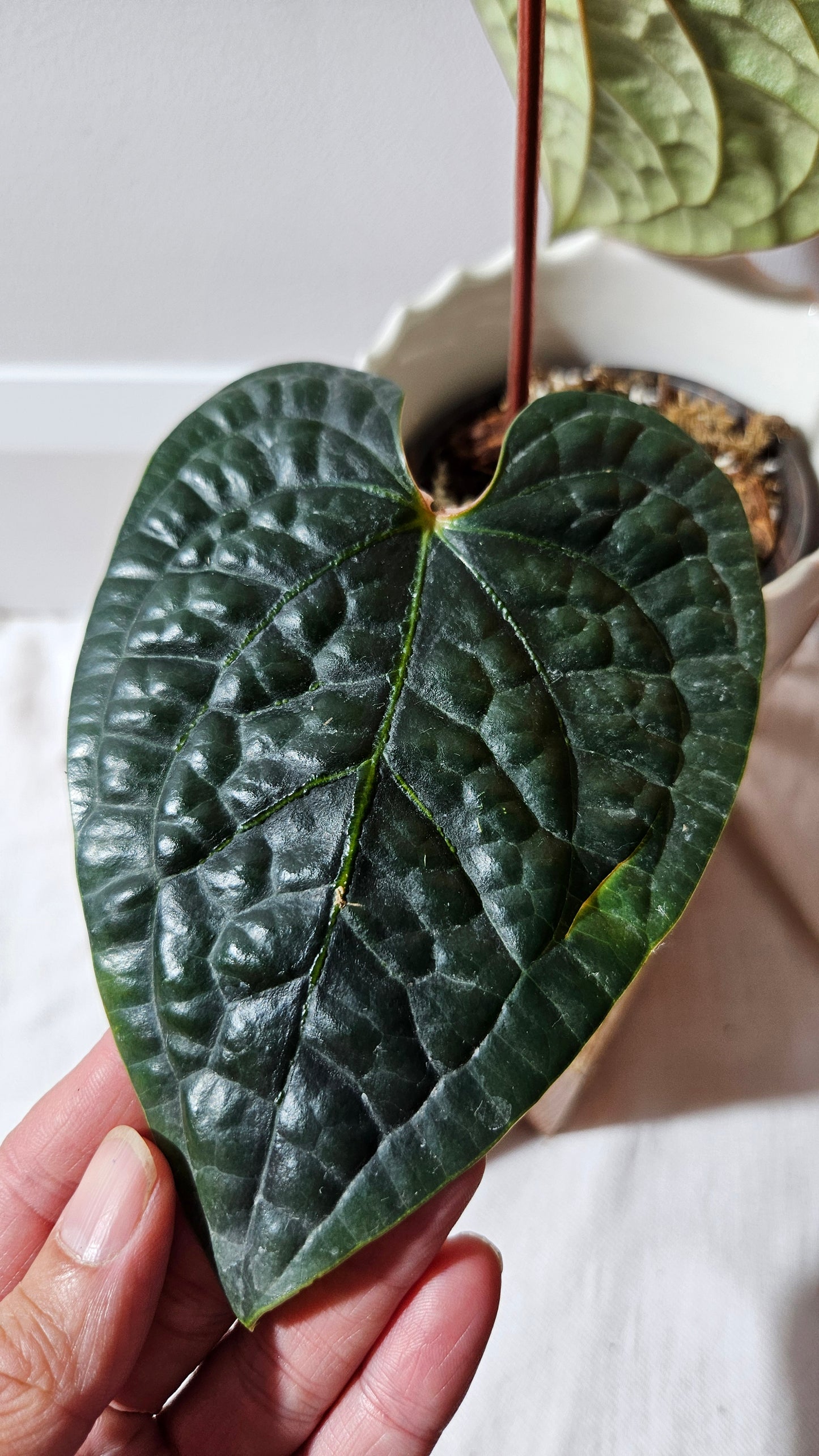 Anthurium Luxurians Velvet "format MOYEN" (ANT-499)