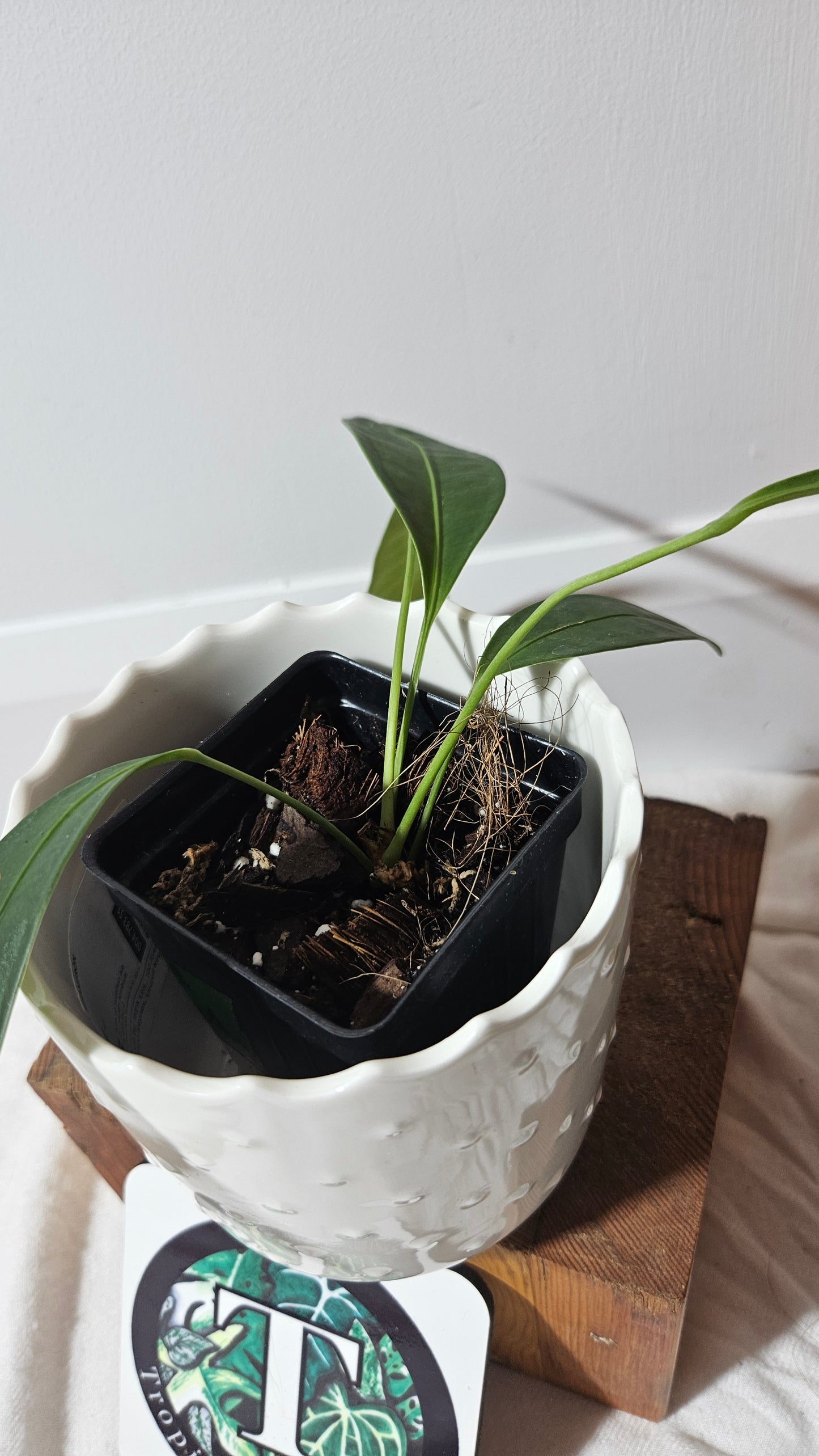 Anthurium Wendlingeri Aff "SMALL/MEDIUM format" (ANT-172)