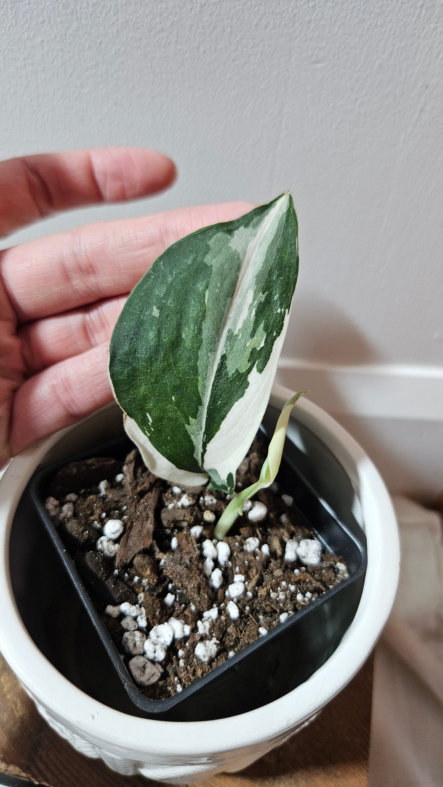 Scindapsus Silver Satin albo (SCI-1245)