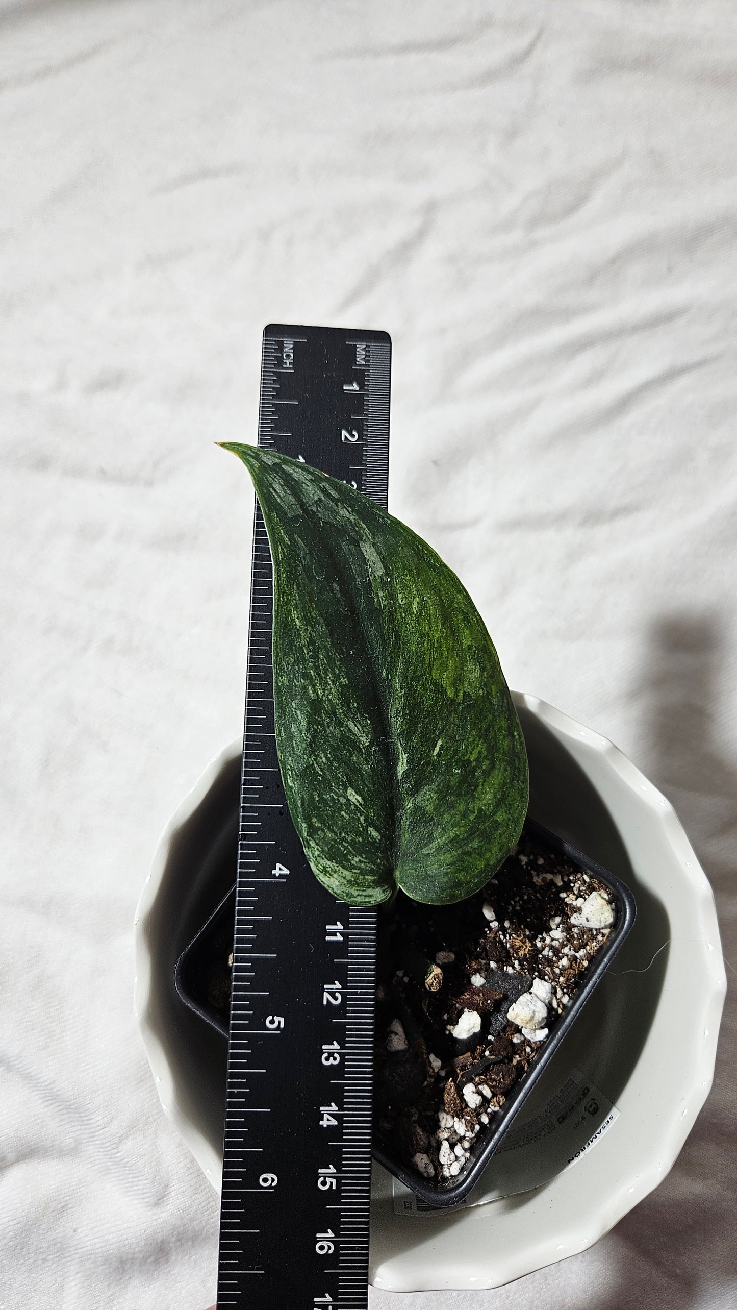 Scindapsus Silver Splash Variegata (SCI-710)