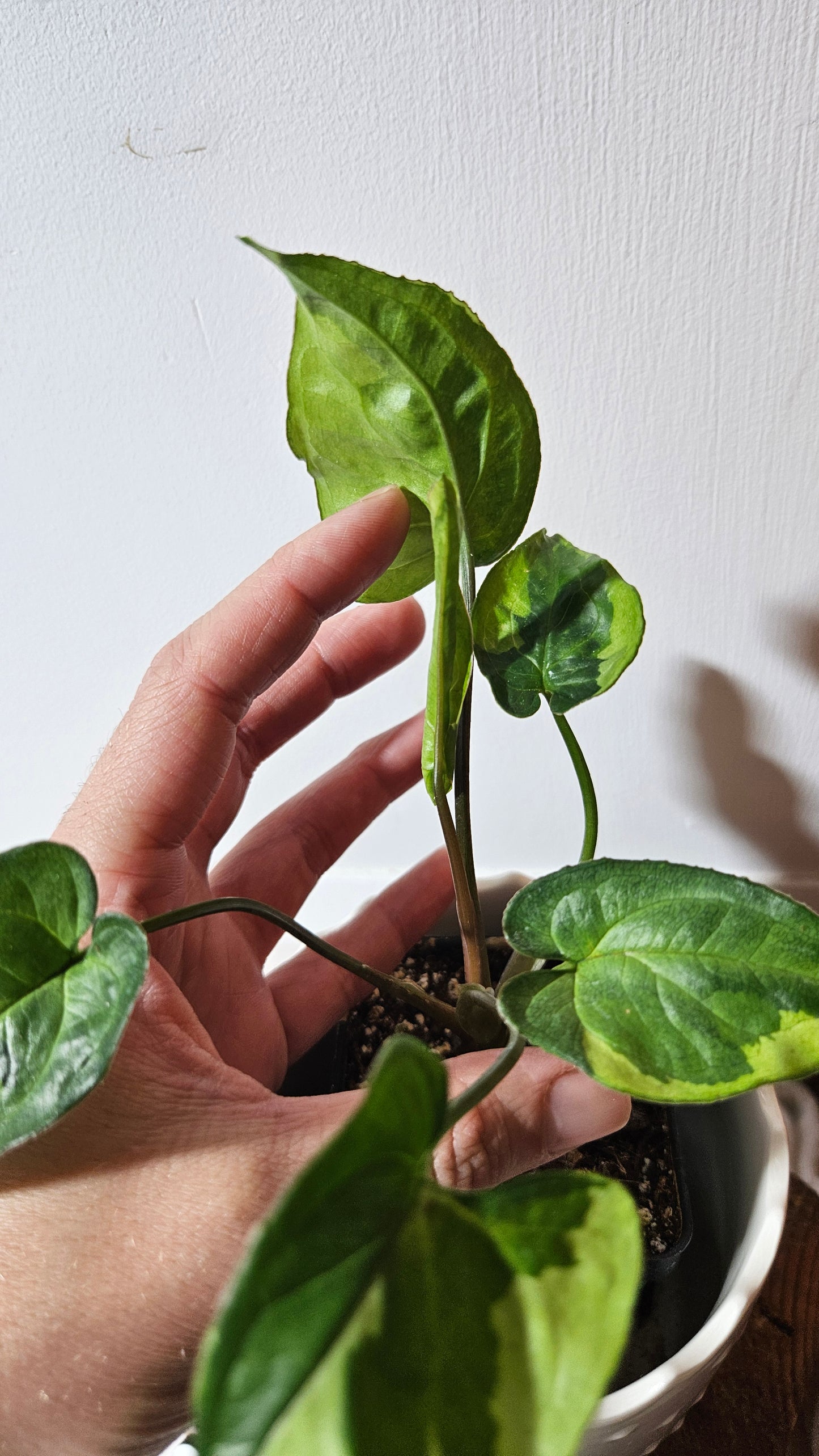 Syngonium Three kings (SYN-081)