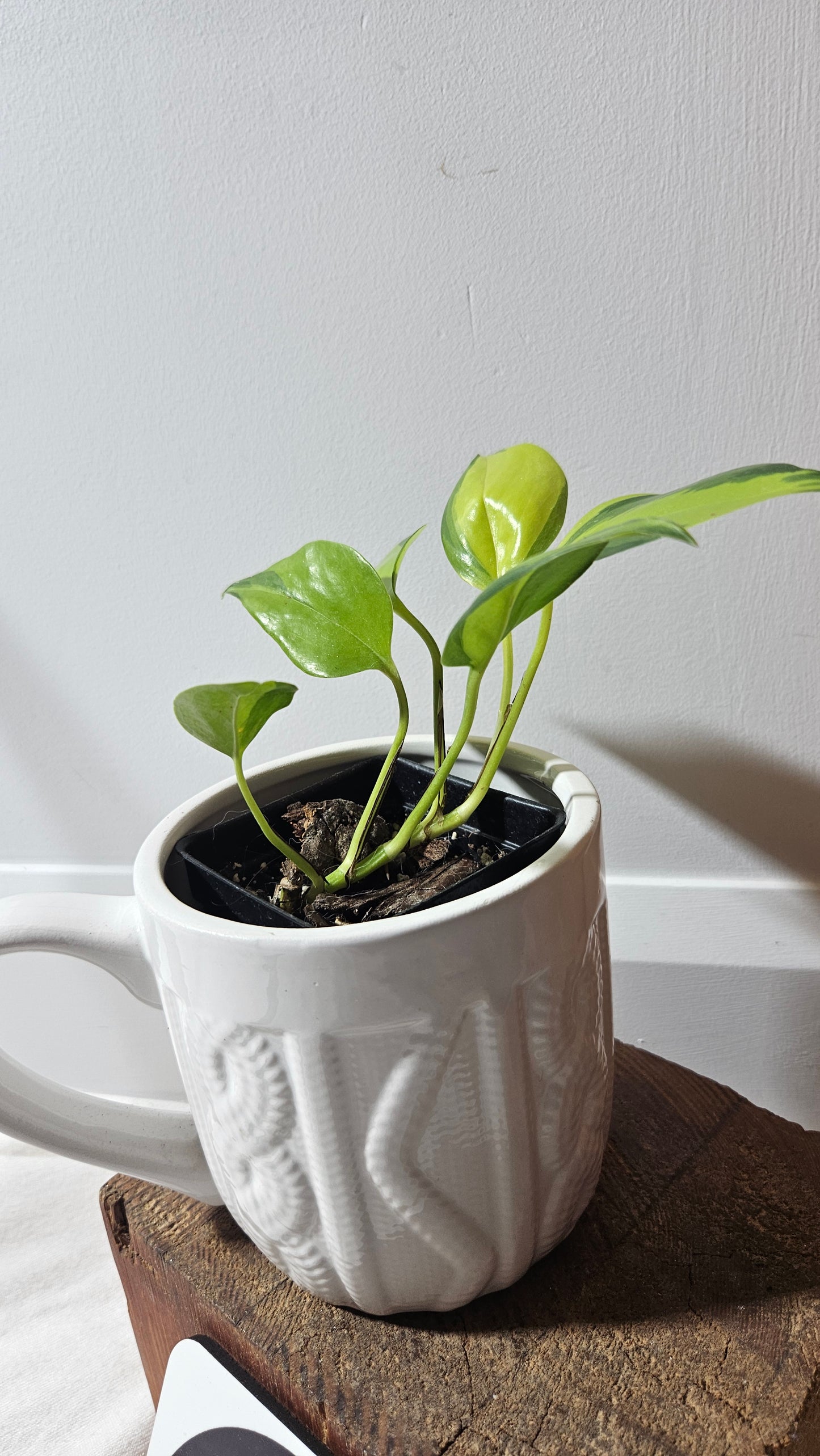 Epipremnum Aureum Neon Joy (EPI-144)