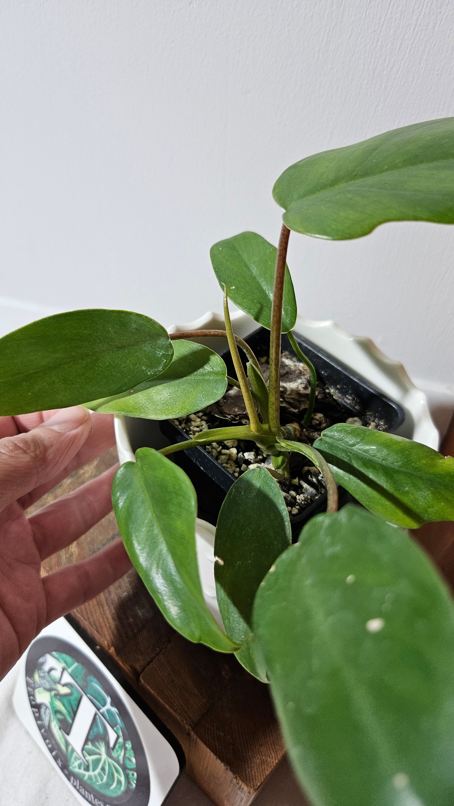 Philodendron Mayoi (PHI-854)