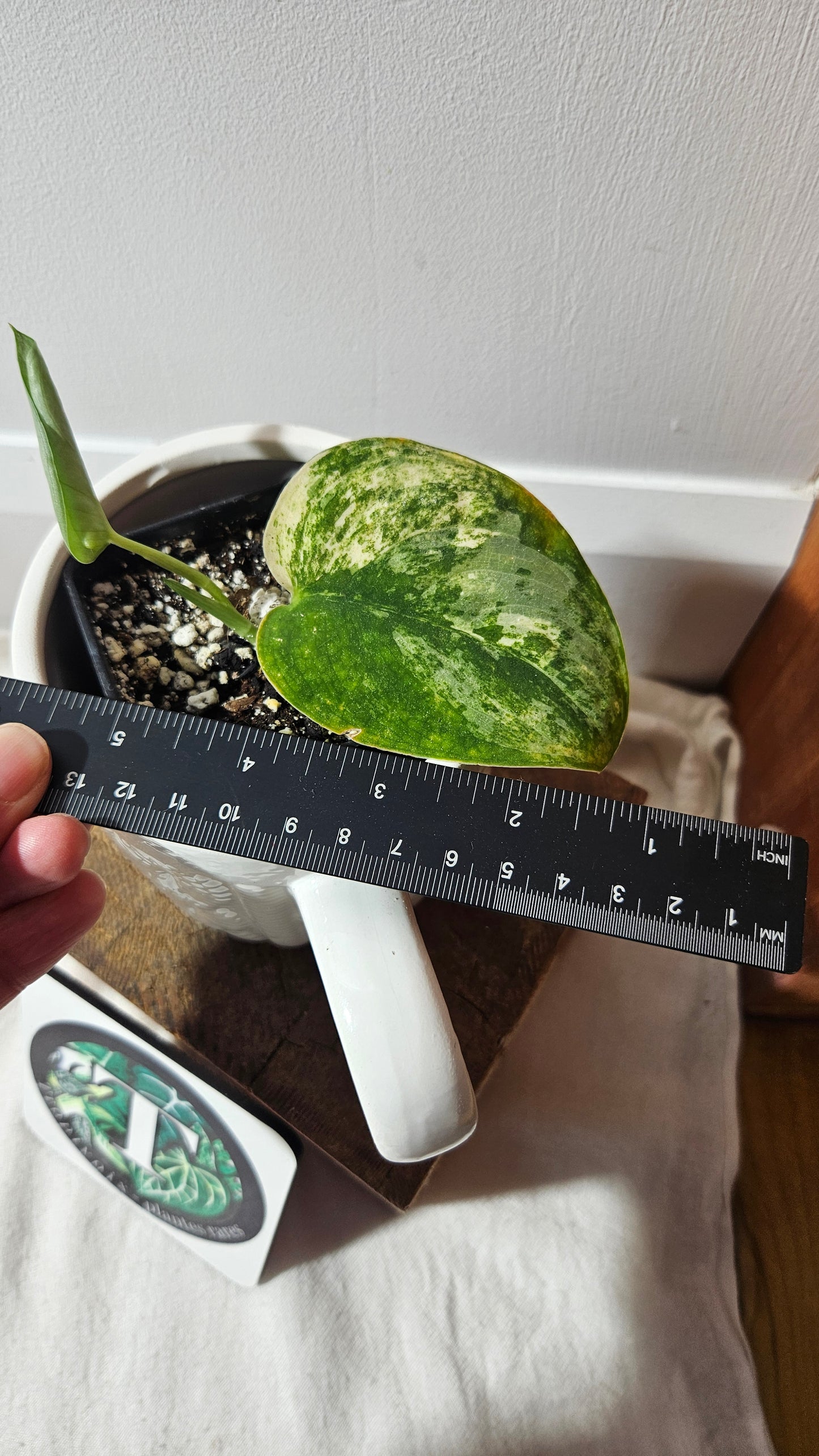 Scindapsus Mangurai (SCI-856)