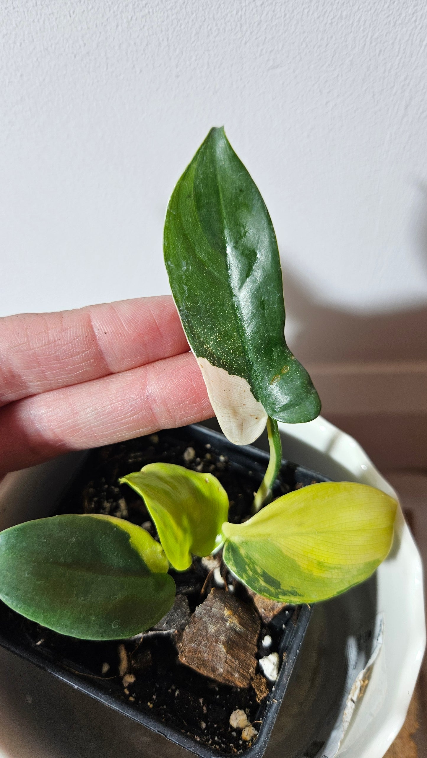 Philodendron Violin Variegata (PHI-583)