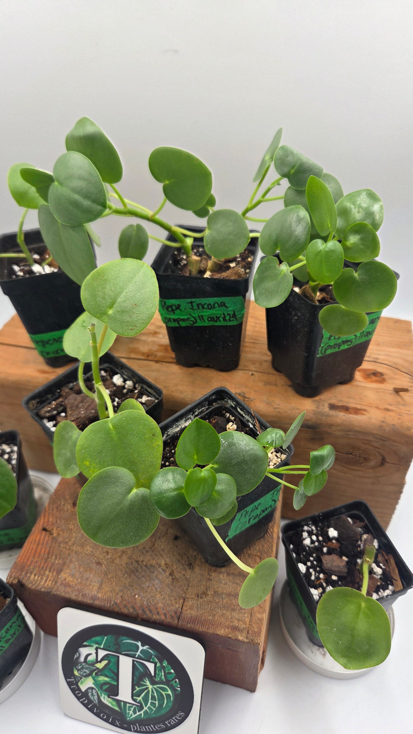 "FREEBIE" Peperomia Incana 1 FREEBIE/PERSONNE (avec achat minimal de 60$ avant taxes)