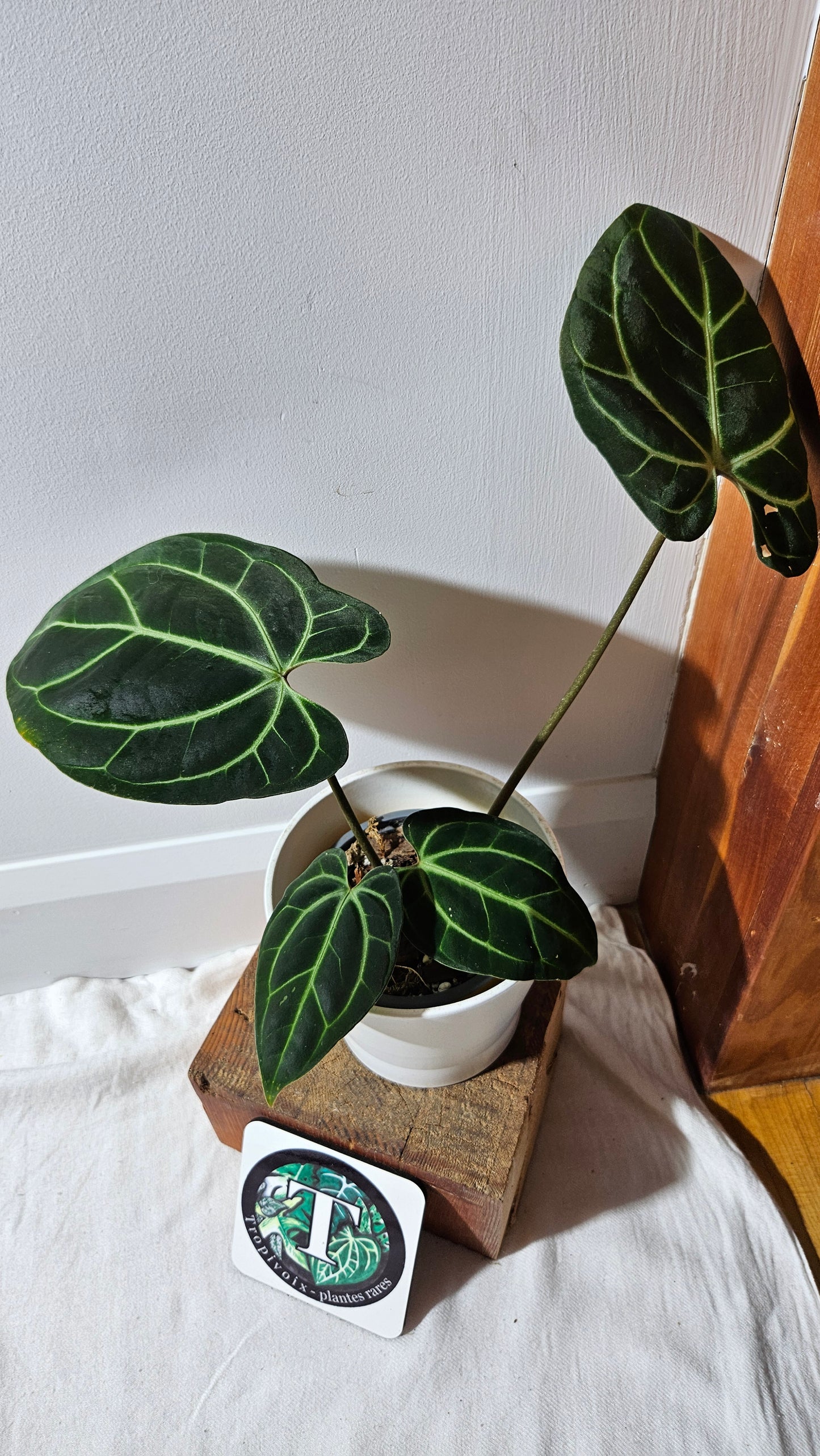 Anthurium Besseae Aff "Format MOYEN/LARGE" (ANT-527)