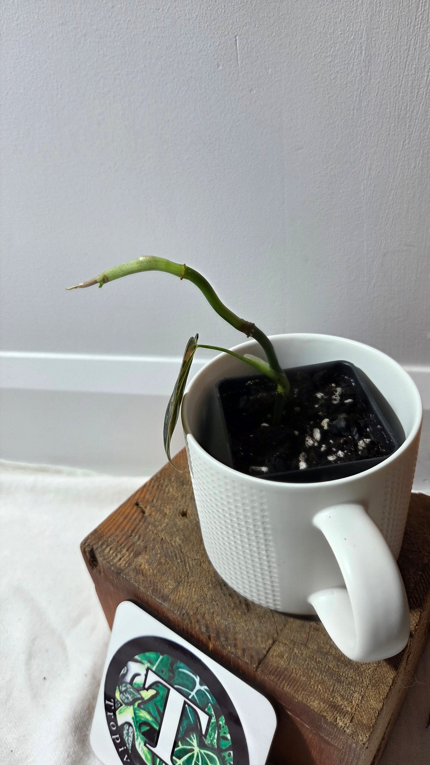 Philodendron Melanochrysum Variegata (PHI-994)