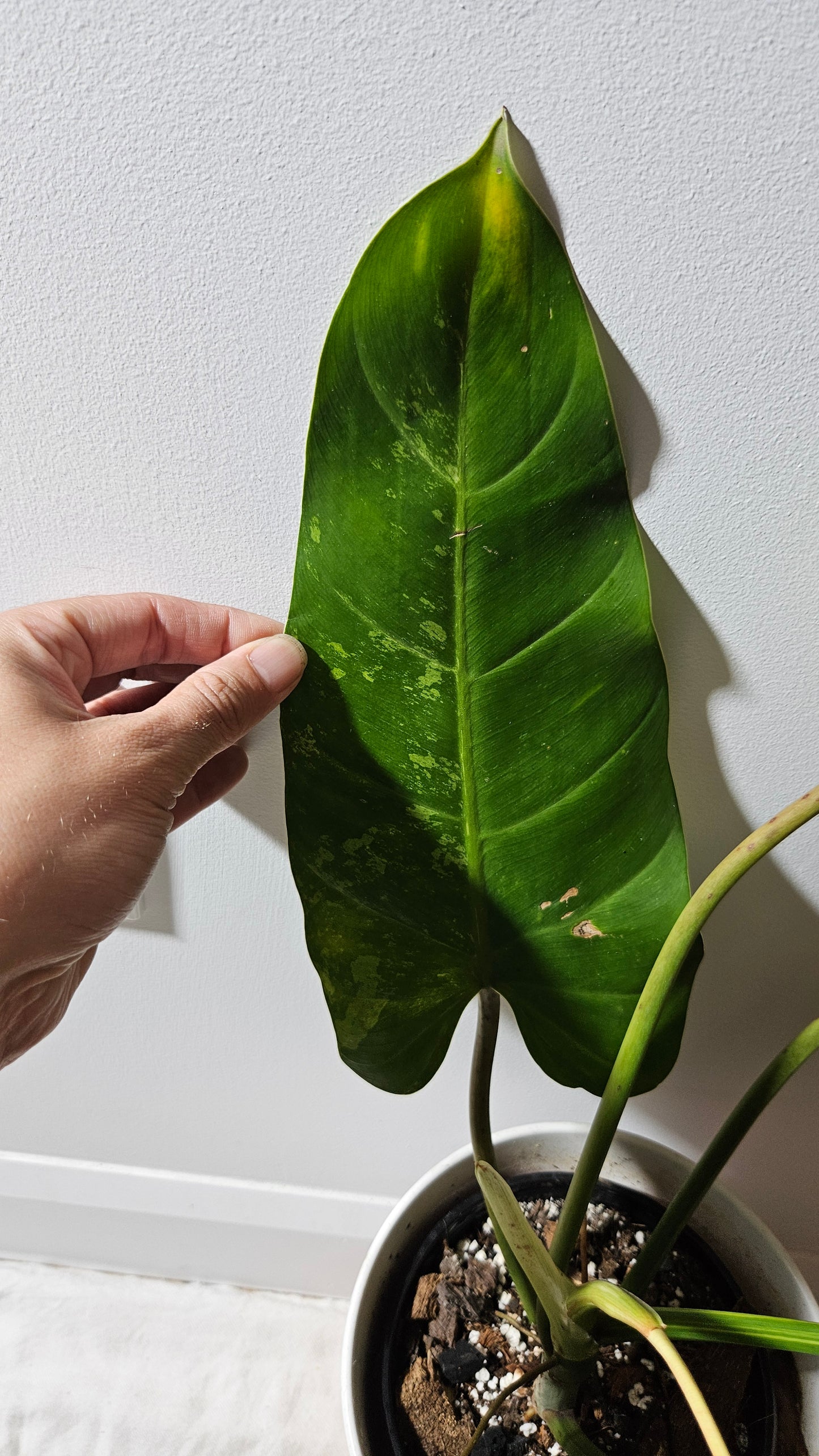 Philodendron whipple Way Variegata (PHI-896)
