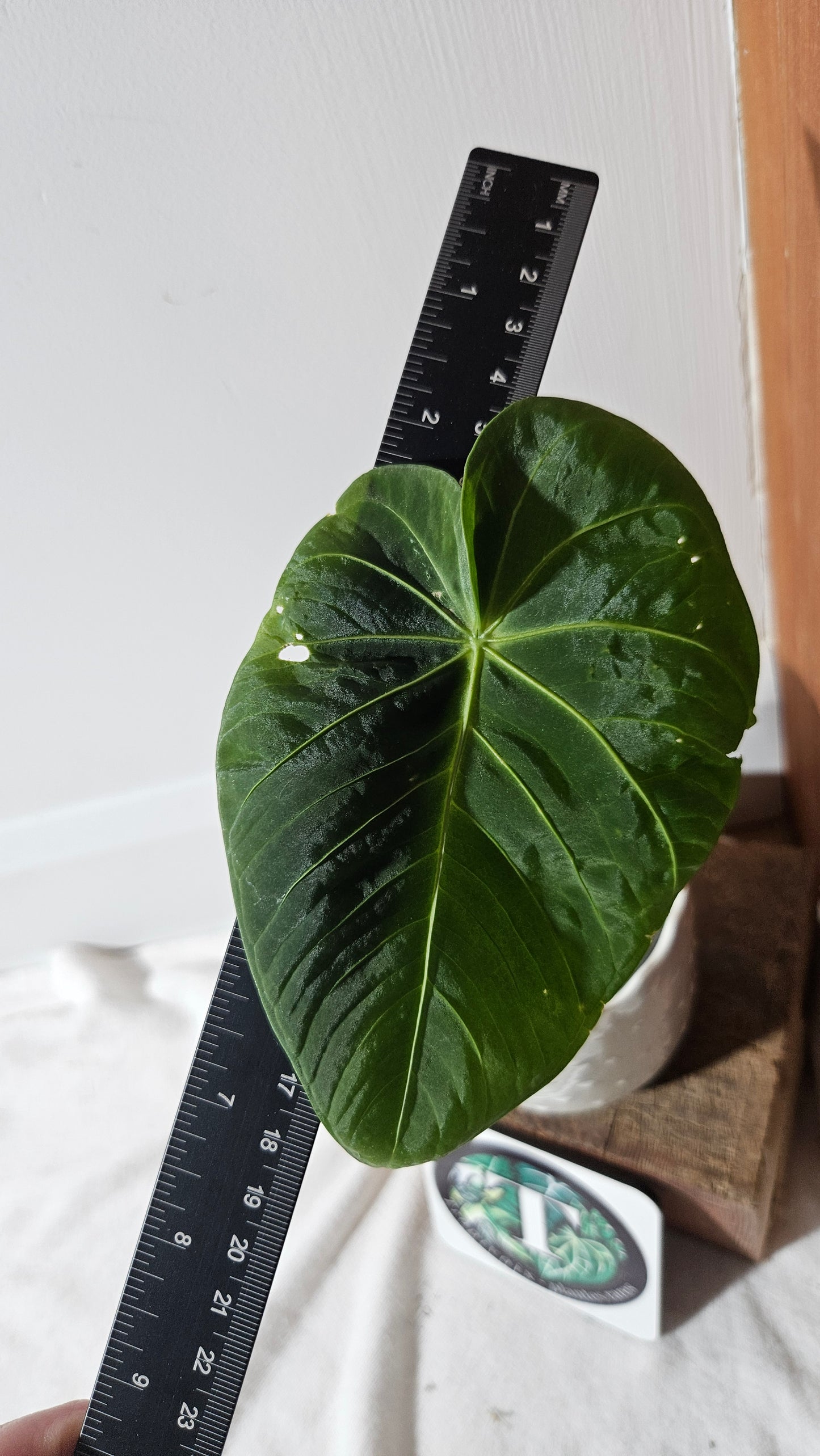 Anthurium Waterburyanum "format MOYEN" (ANT-391)