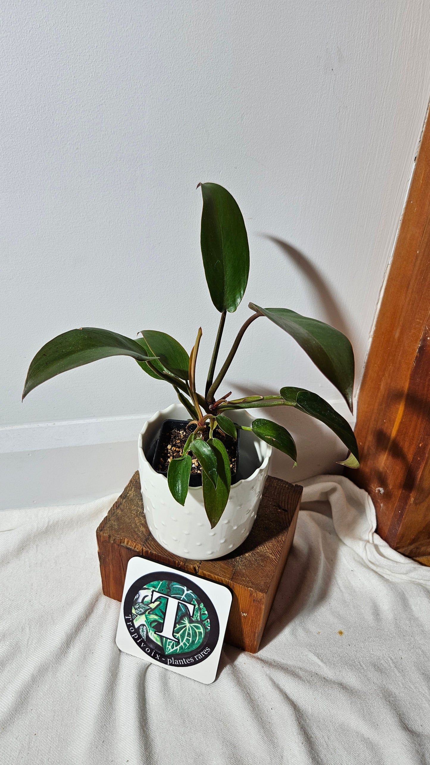 Philodendron Florida Bronze (PHI-434)