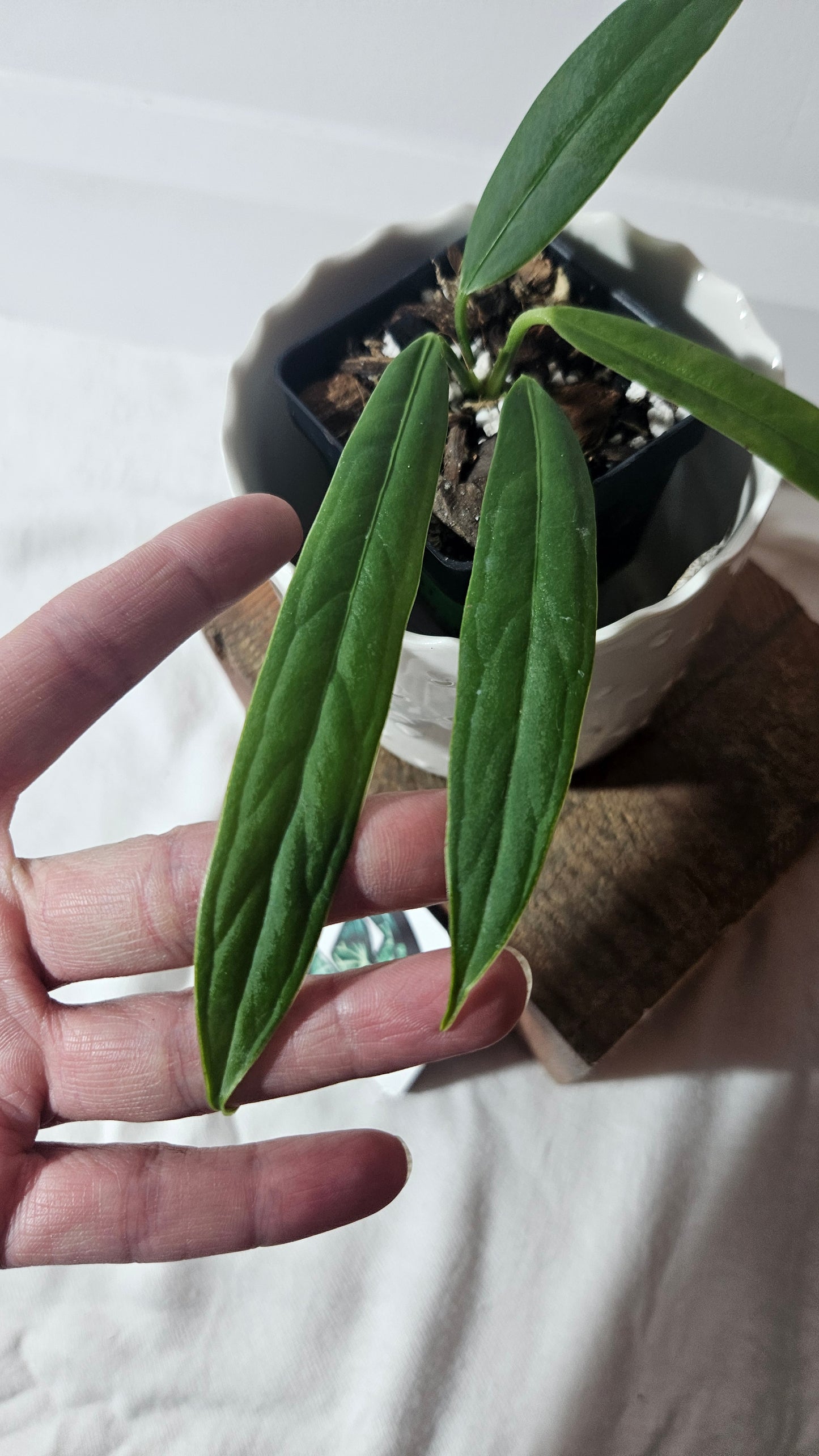 Anthurium Ceronii Aff "format SEEDLING"(ANT-401)