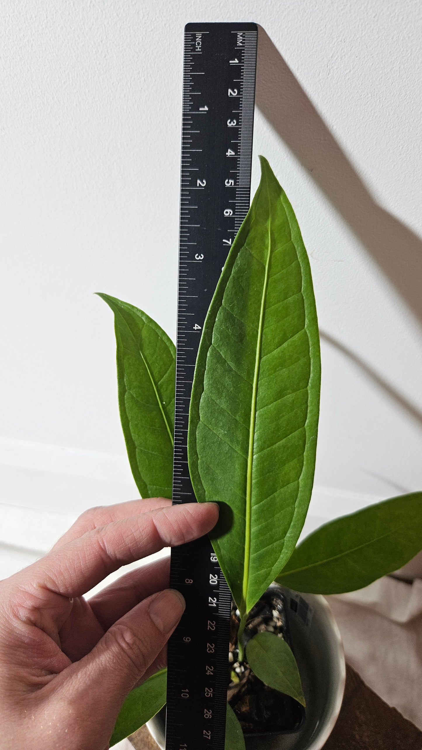 Anthurium Macphersonii "format MOYEN" (ANT-409)