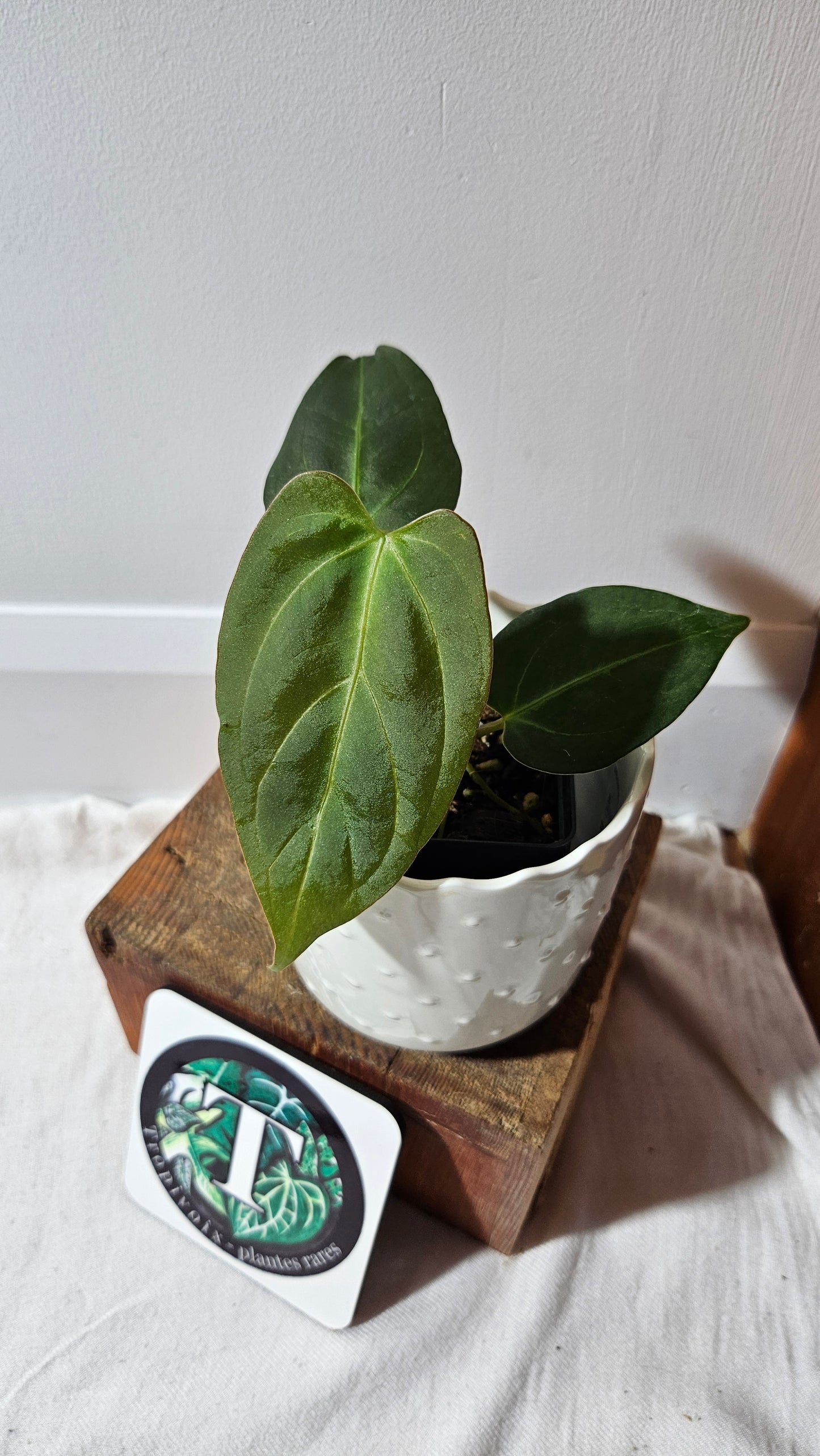Anthurium Dressleri × Blue Papillilaminum "format MOYEN" (ANT-106)