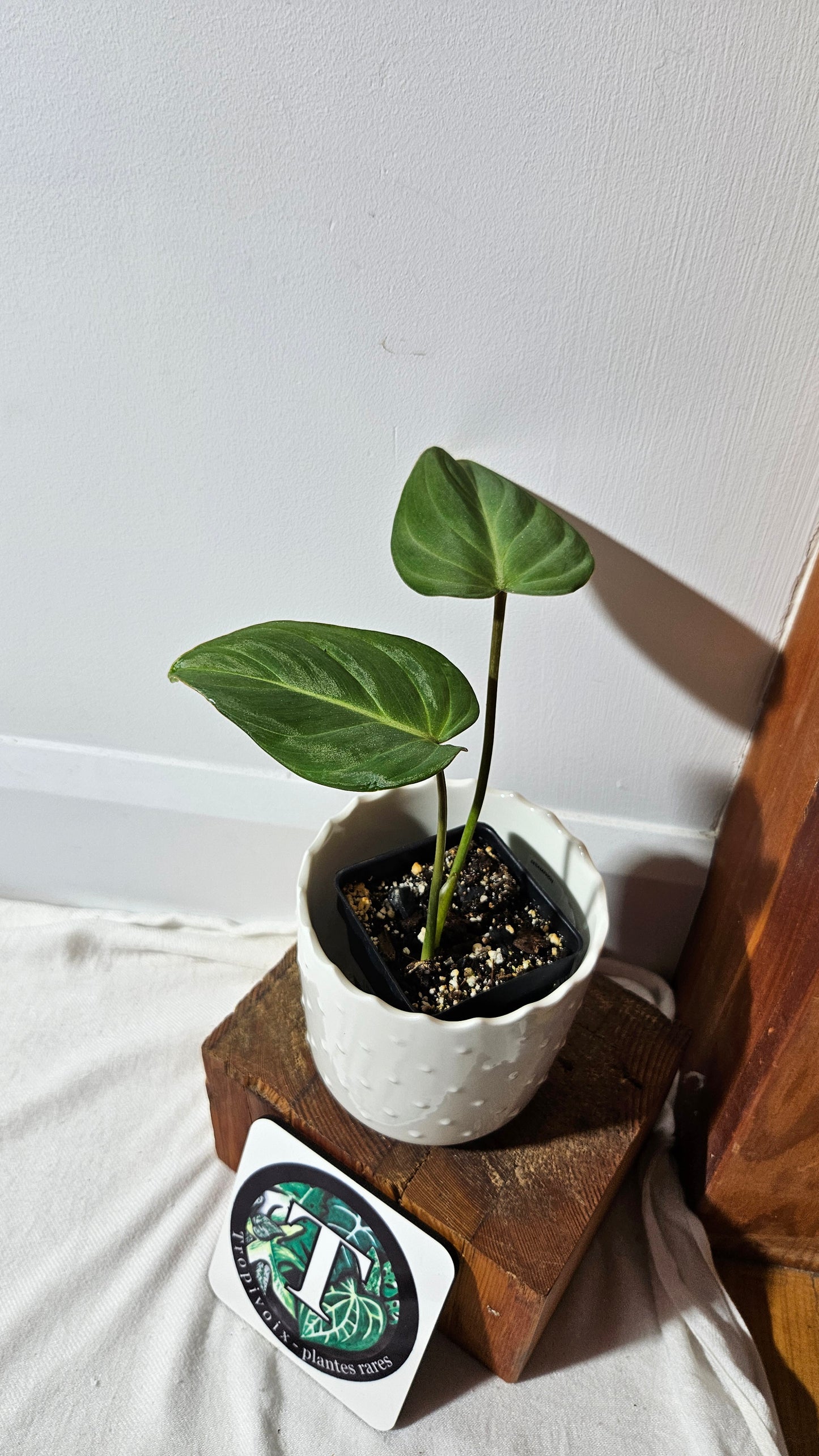 Philodendron Gloriosum (PHI-830)