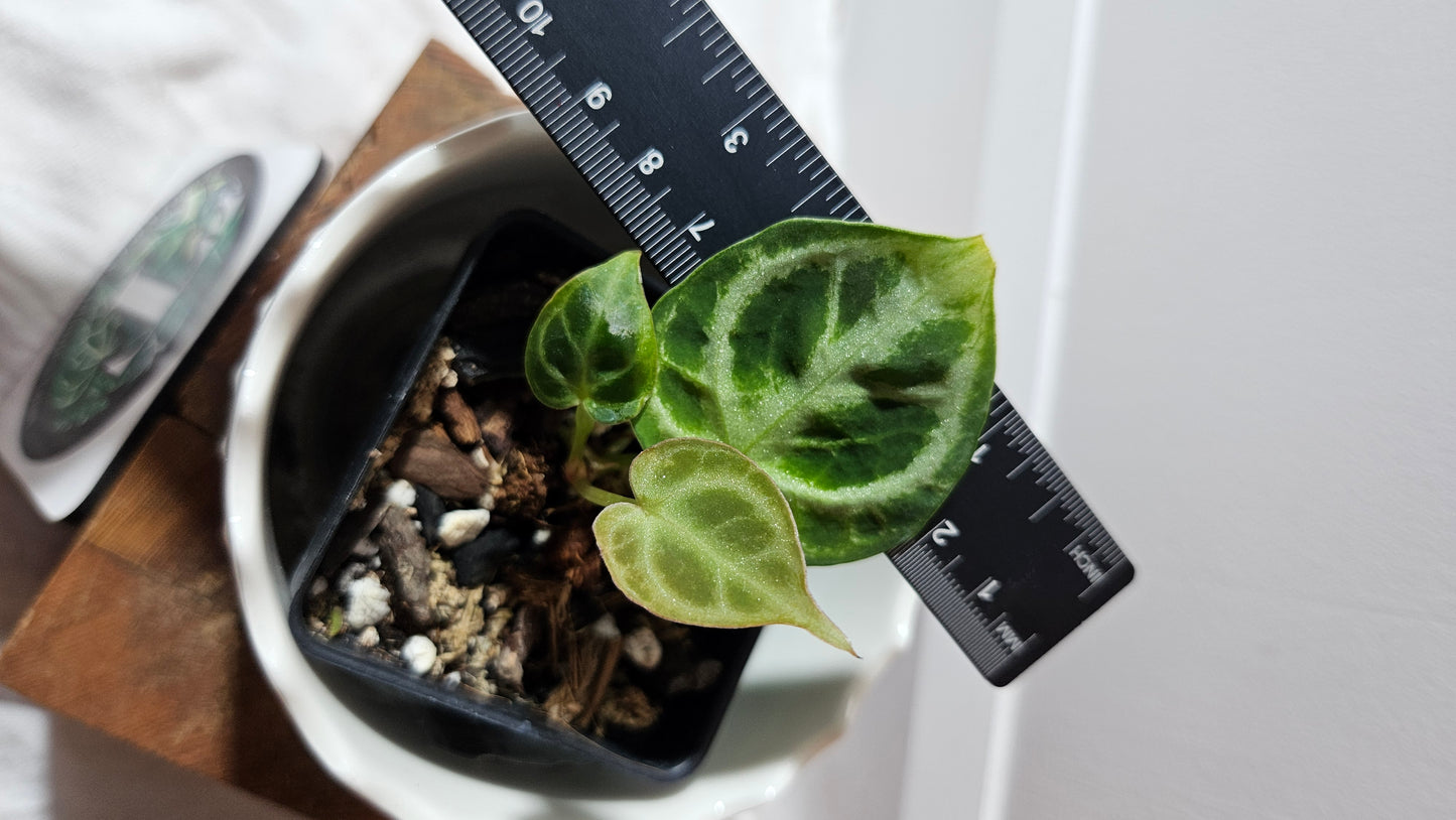 Anthurium Dorayaki Silver "format SEEDLING"( ANT-575)