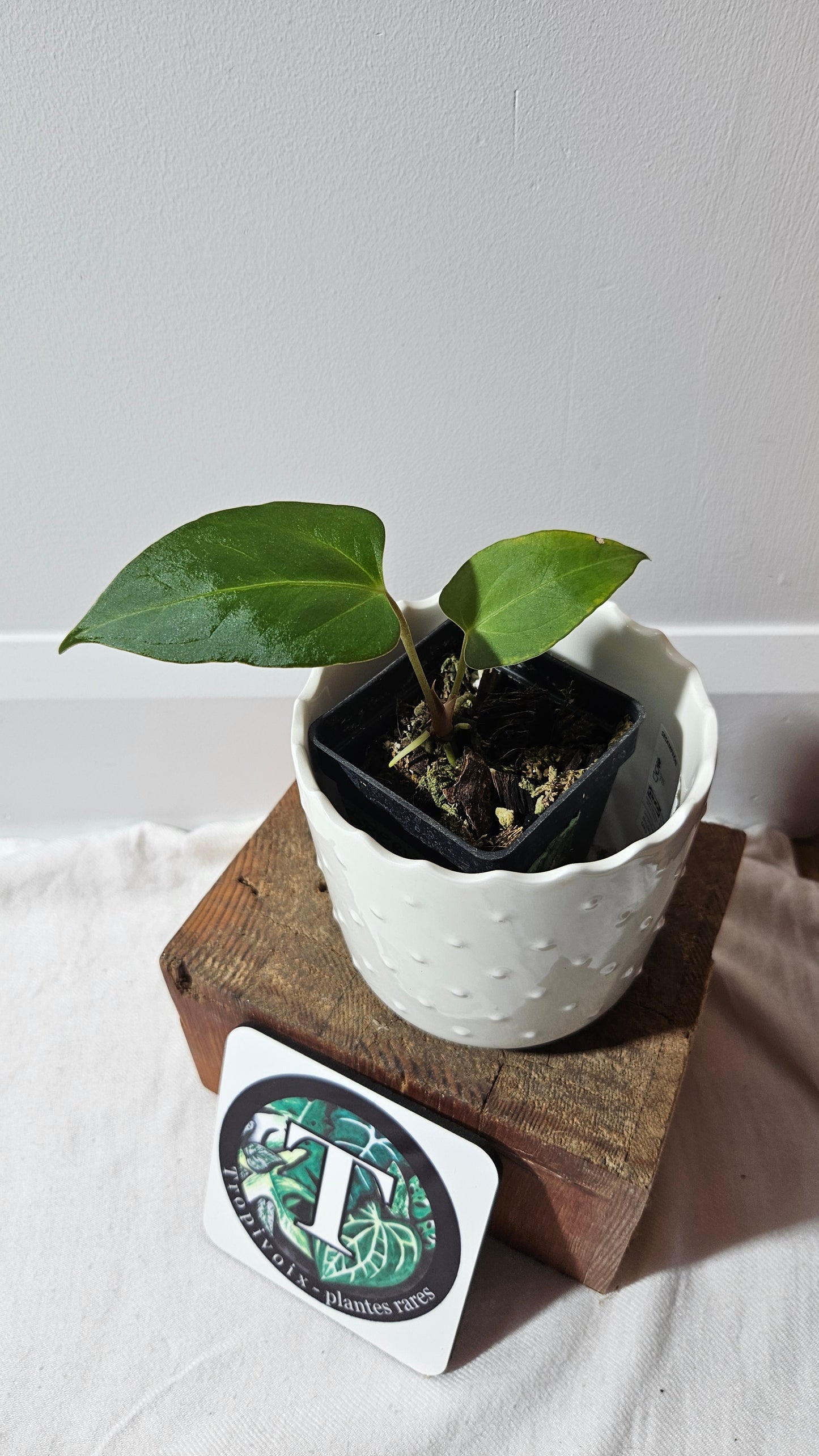 Anthurium Dressleri × Blue Papillilaminum "format PETIT" (ANT-465)