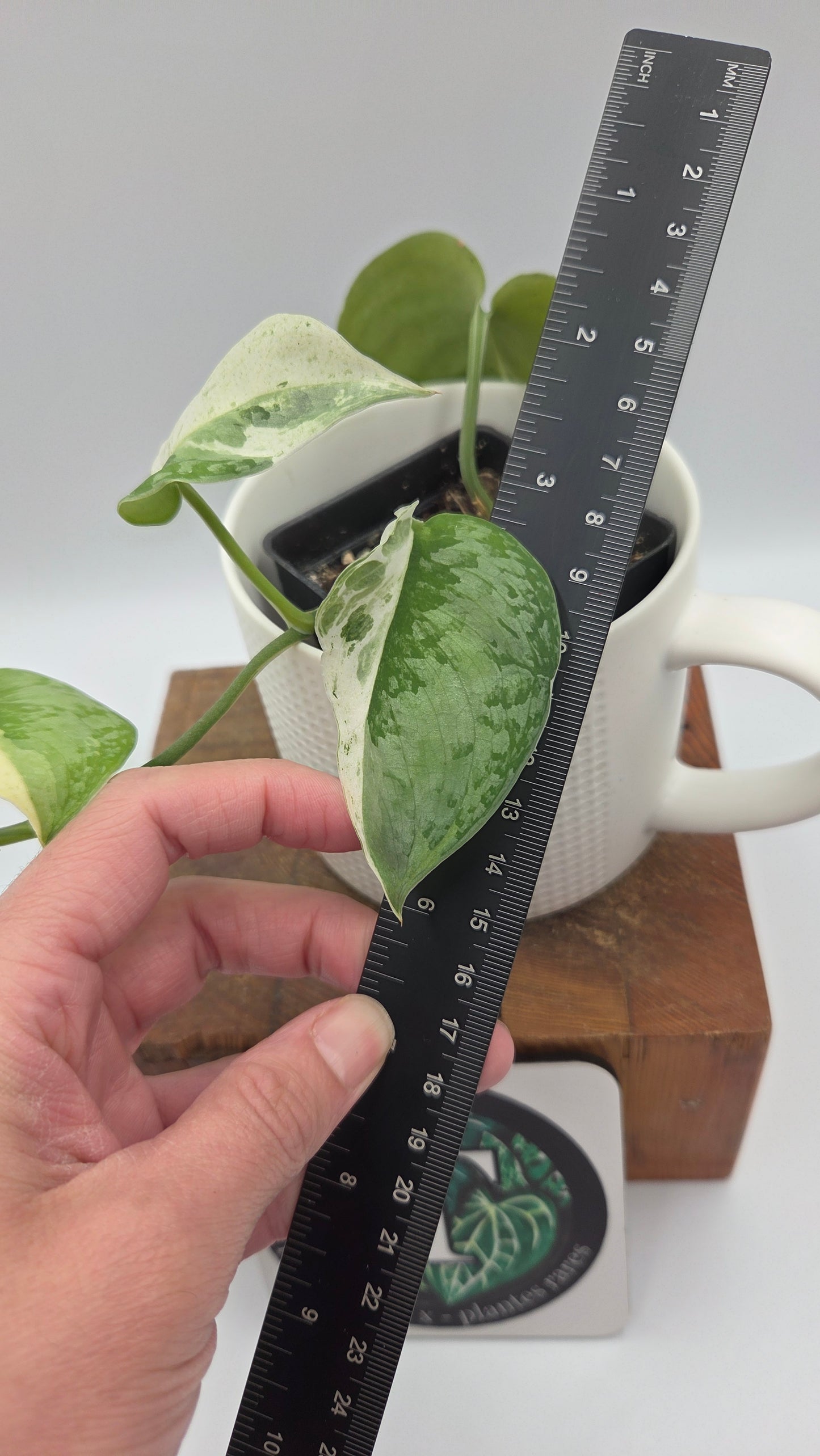 Scindapsus Salamount (SCI-755)