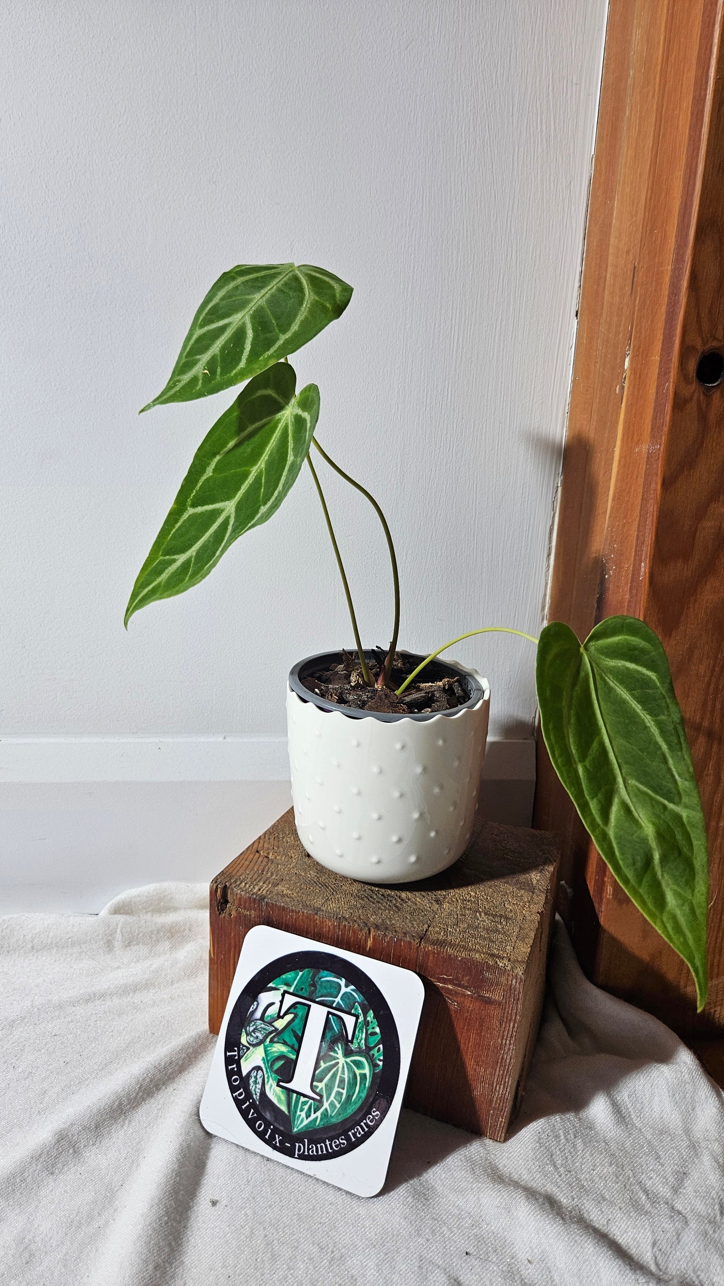 Anthurium Magnificum (equator) "MEDIUM format" (ANT-235)