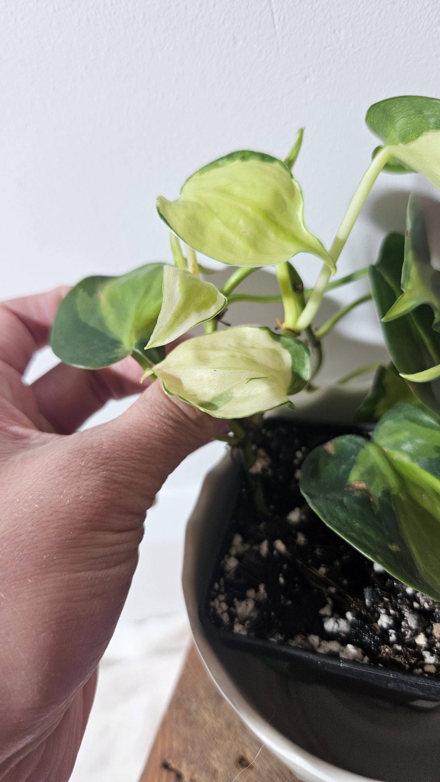 Philodendron Hederaceum Cream Splash (PHI-730)