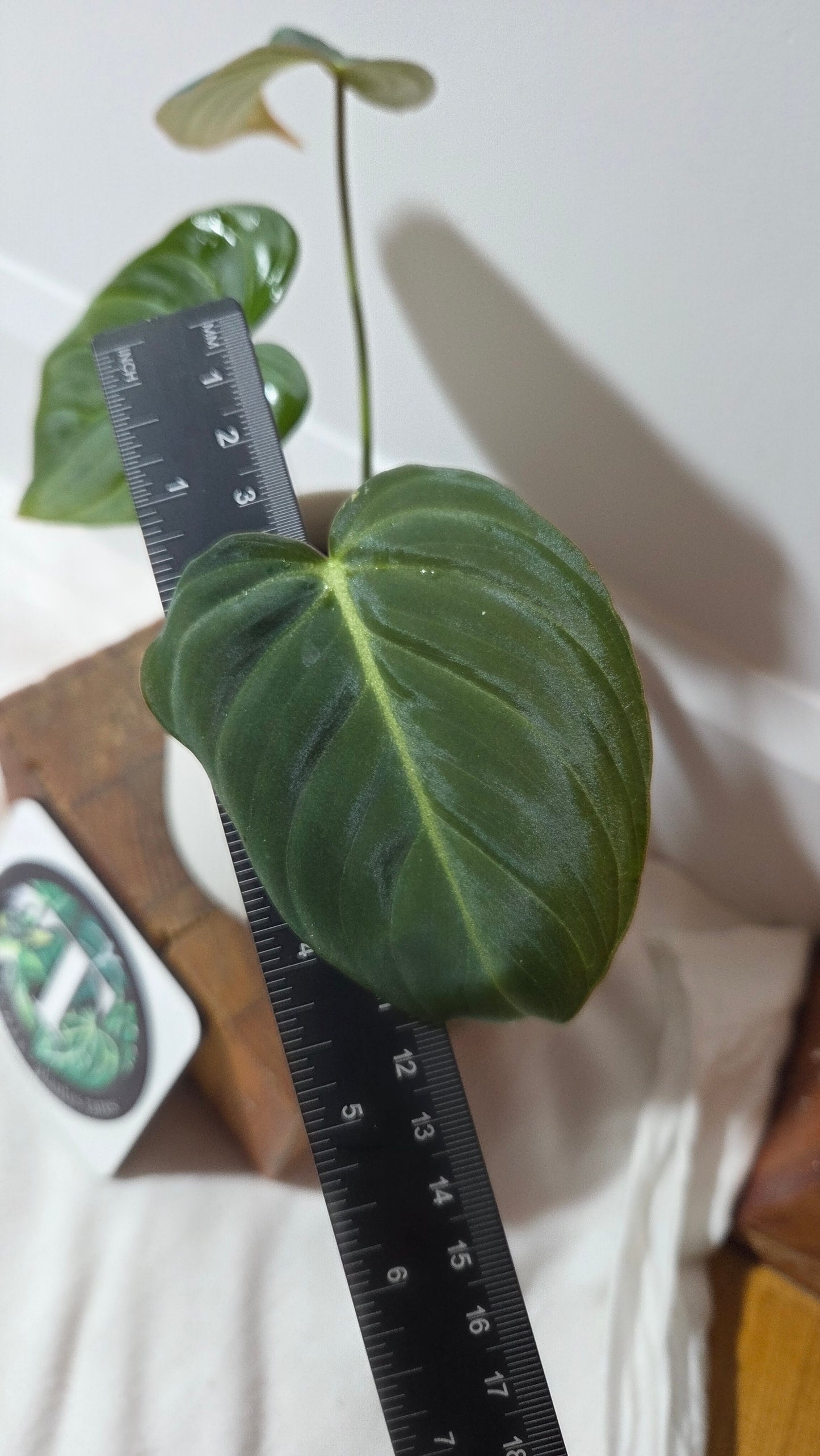 Philodendron Glorious (PHI-1009)