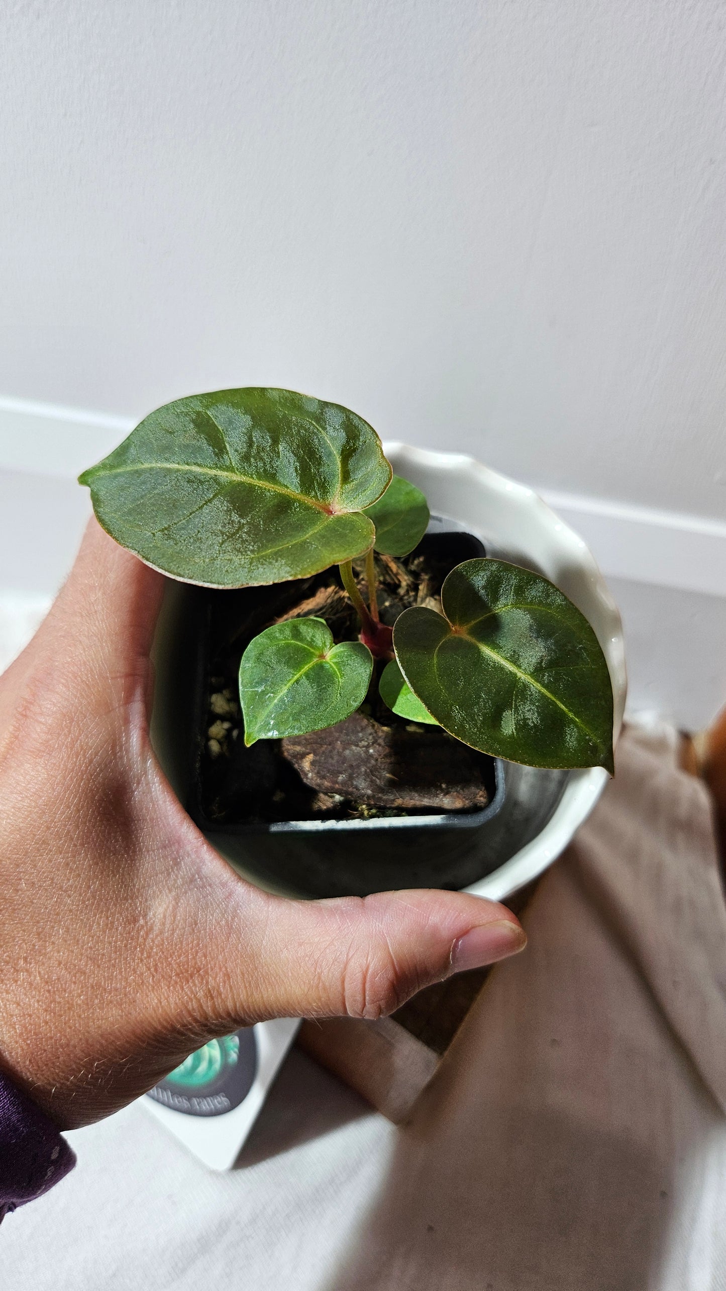 Anthurium Dressleri "format PETIT" (ANT-464)