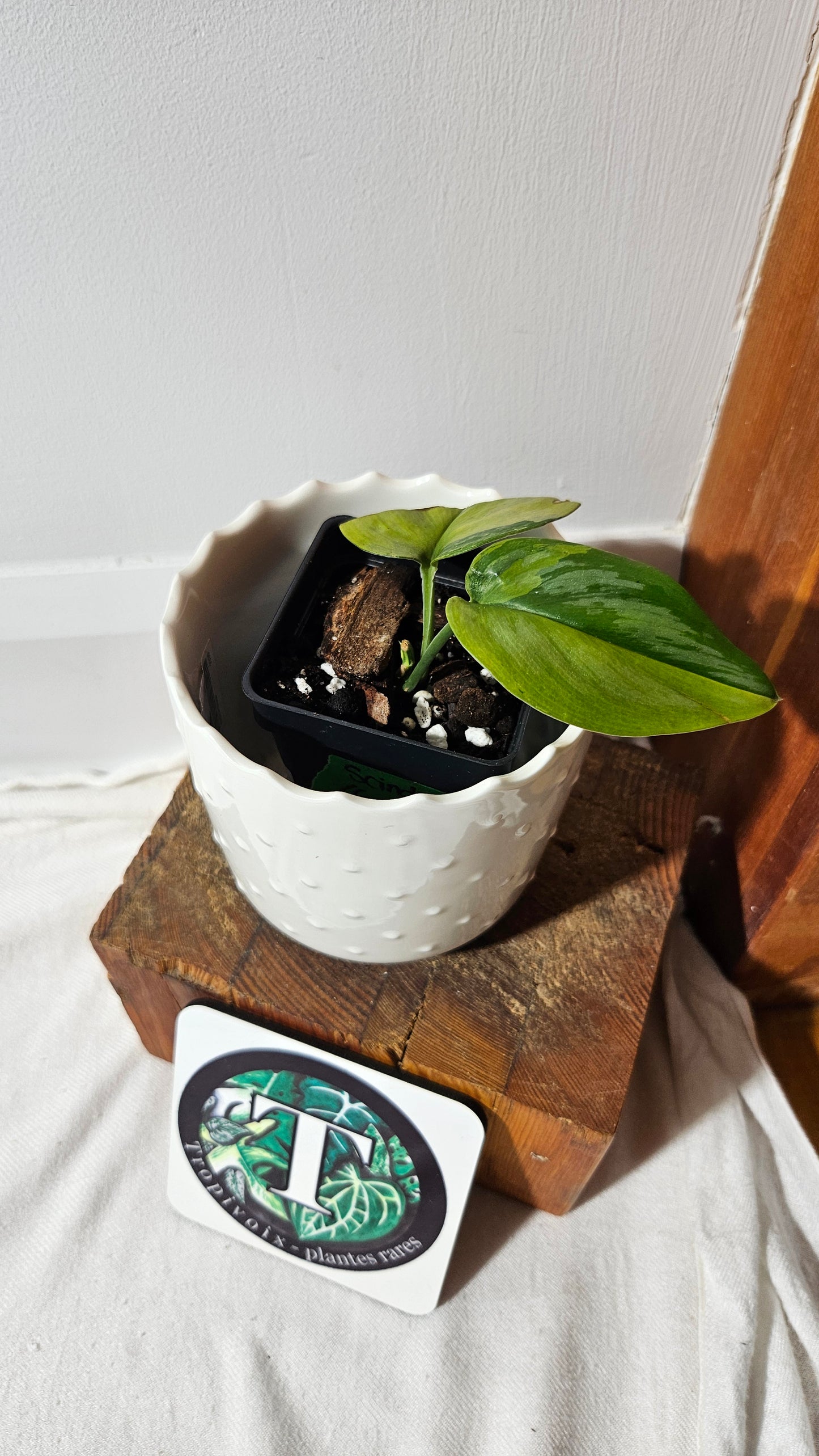 Scindapsus Treubii Moonlight "Green on green" (SCI-1051)