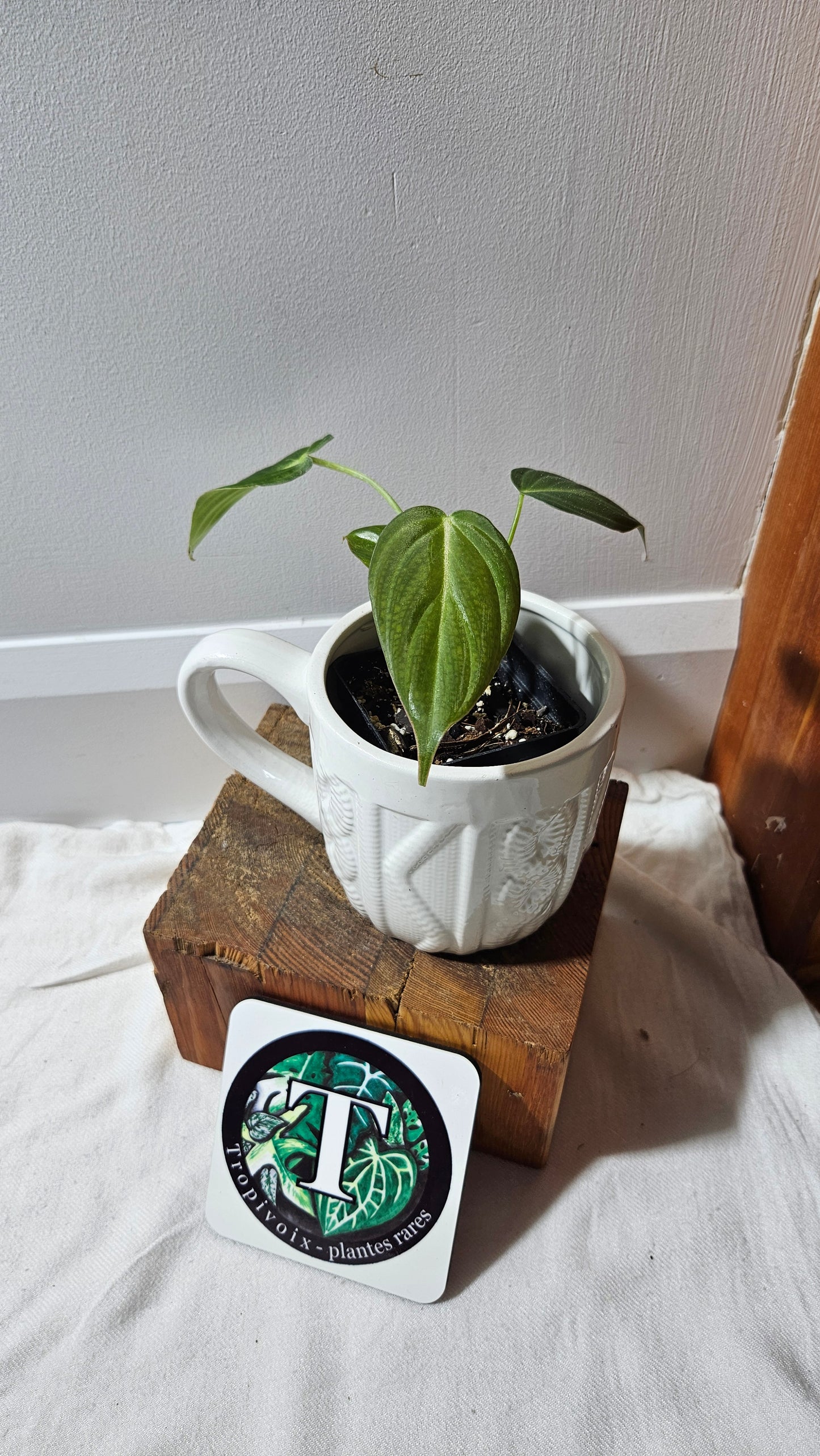 Philodendron Glorious (PHI-900)