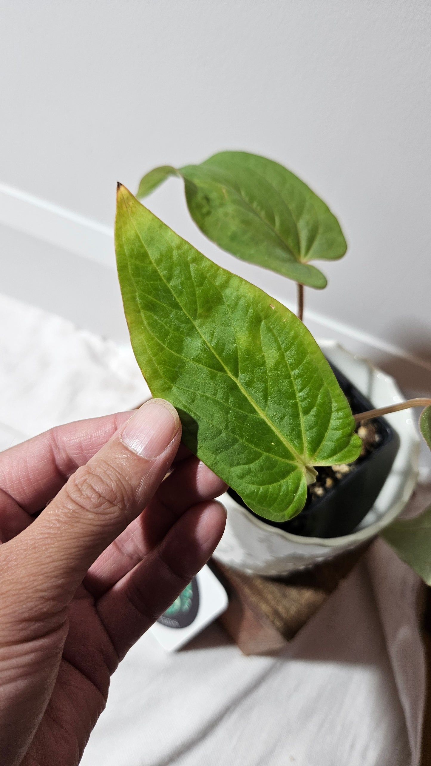 Anthurium Kunayalense Narrow "format MOYEN" (ANT-456)