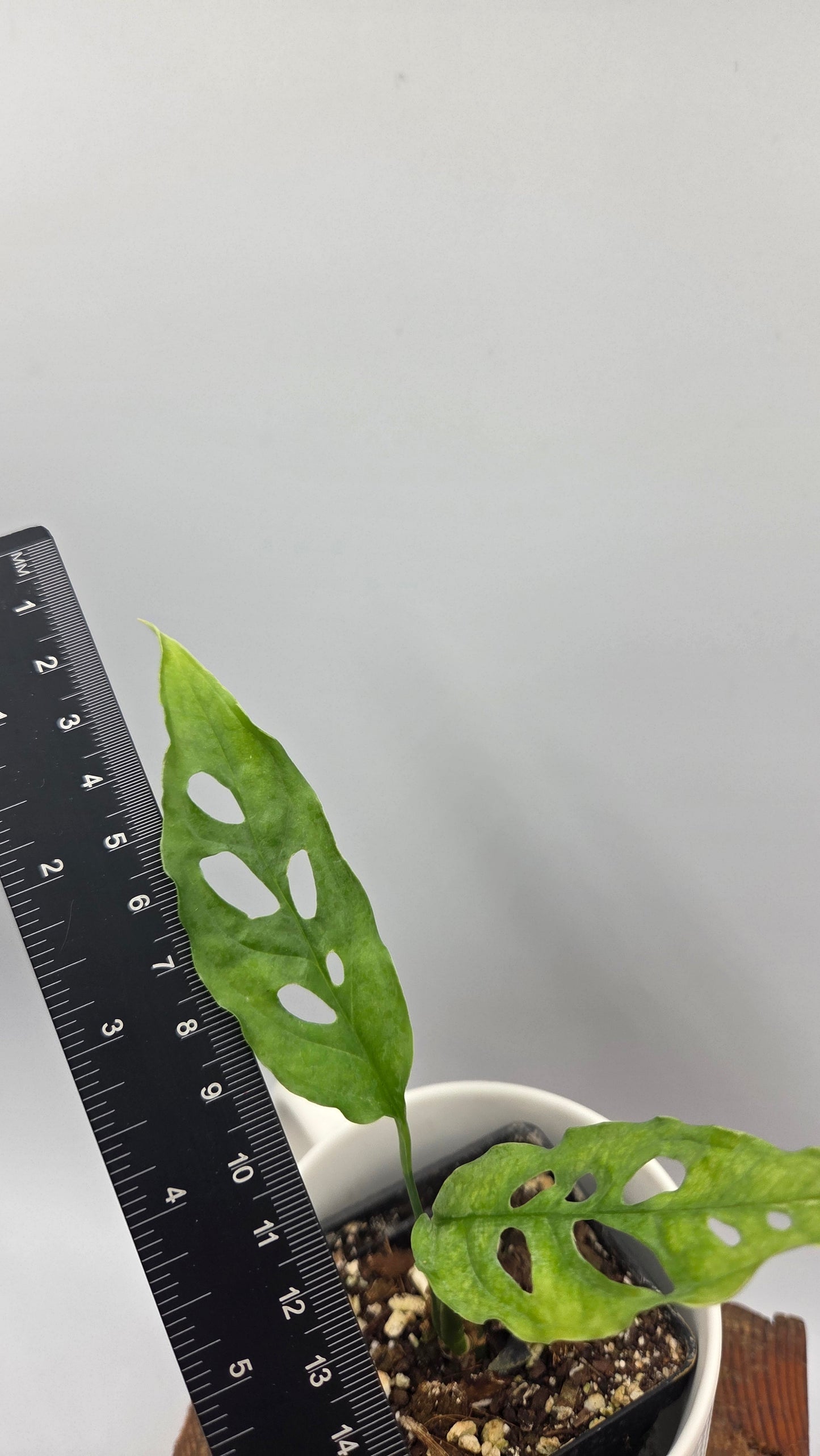 Monstera Obliqua Peru (MON-347)