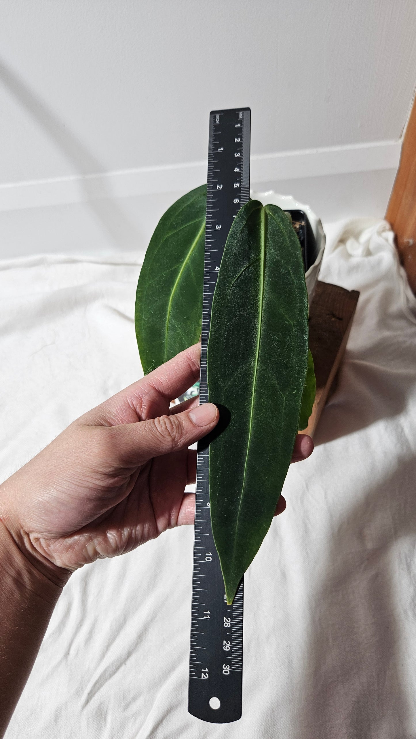Anthurium Warocqueanum "format MOYEN"(ANT-423)