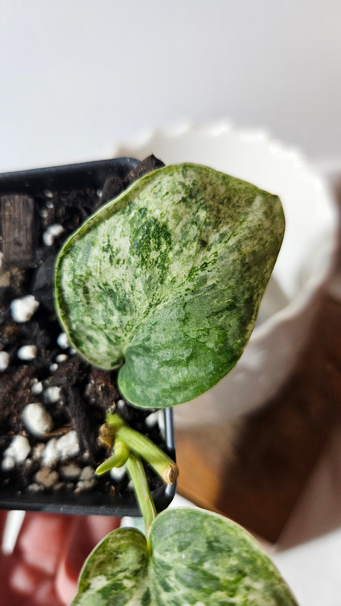 Scindapsus Silver Cloud variegata (SCI-1026)